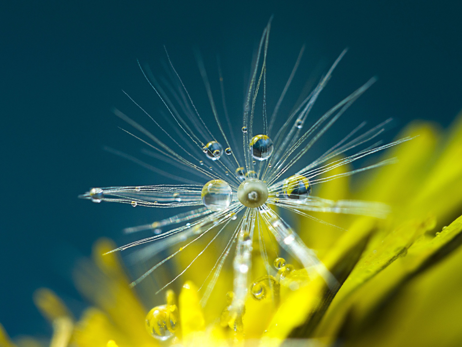 Белые семена одуванчика в каплях росы крупным планом