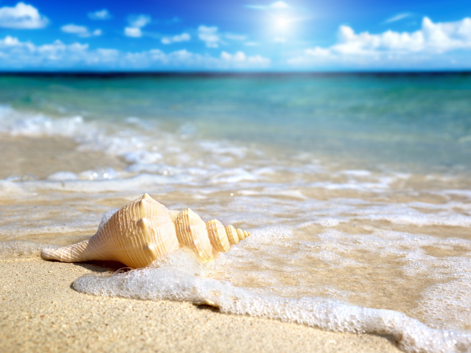 A large white shell lies on the white sand in the foam