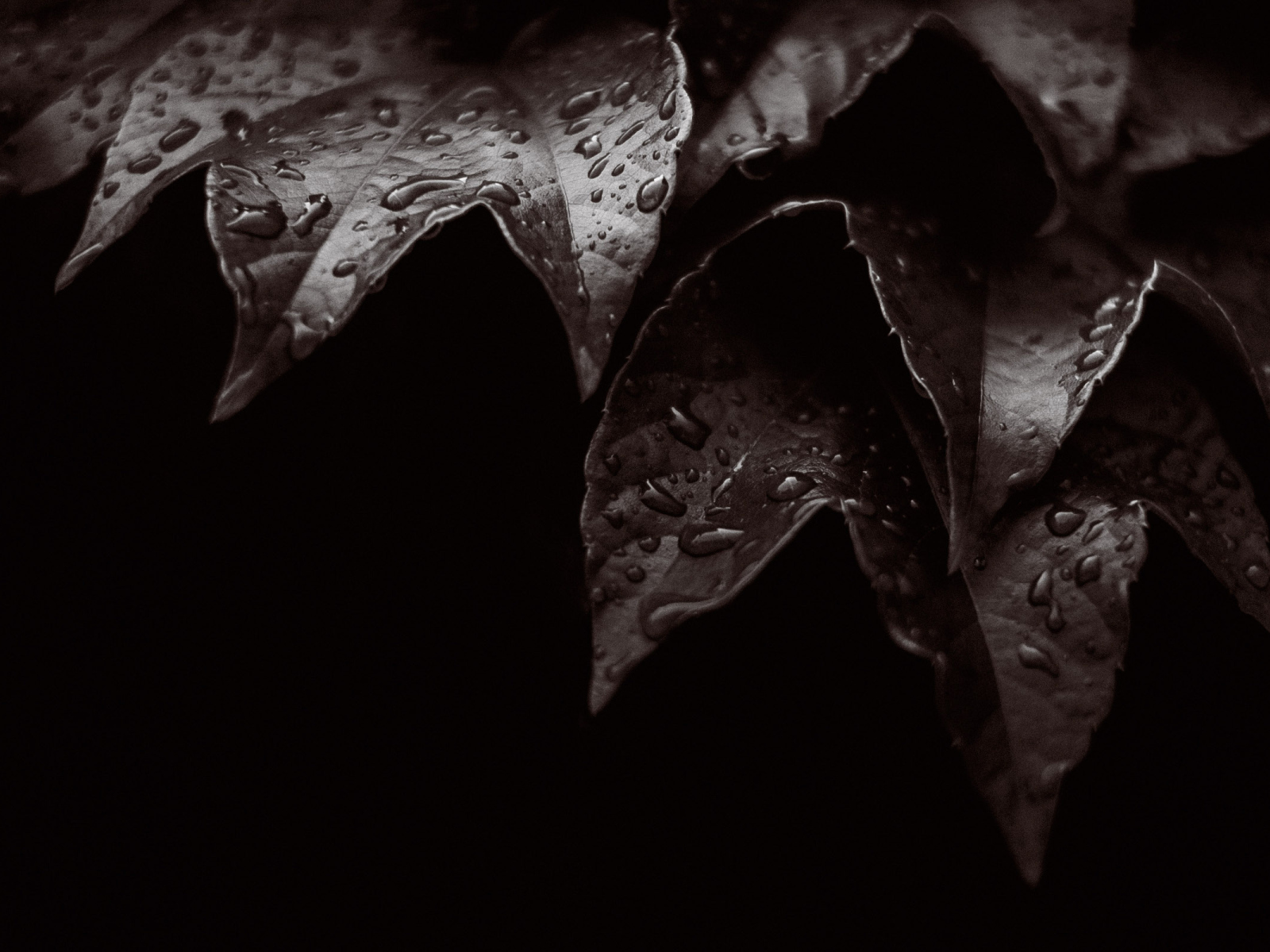 Мокрые листья на черном фоне 