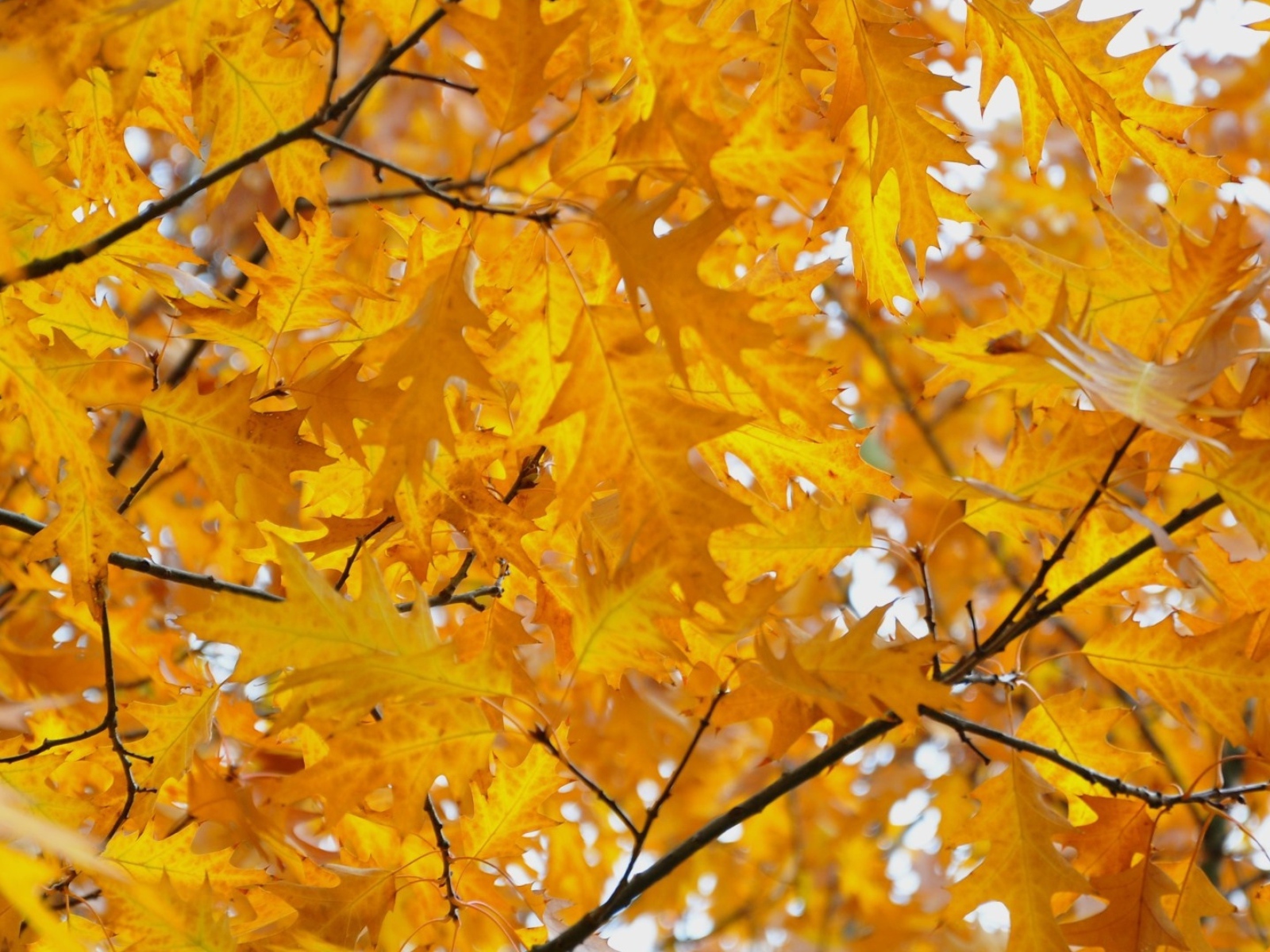 Желтые осенние листья дуба крупным планом