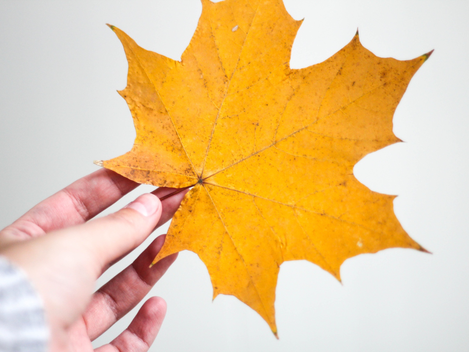 Желтый кленовый лист в руке на сером фоне