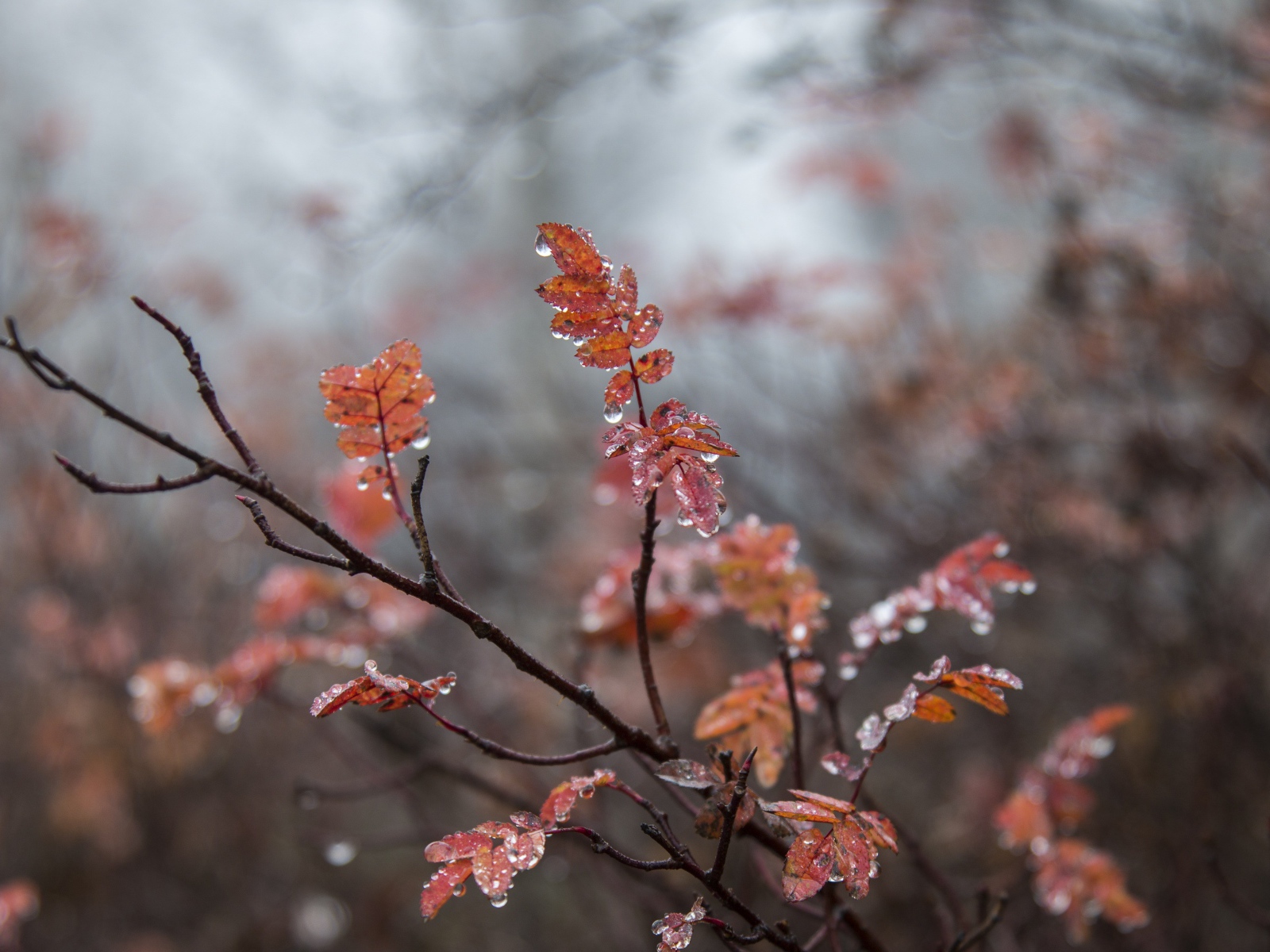 Желтые листья рябины на мокрой ветке 