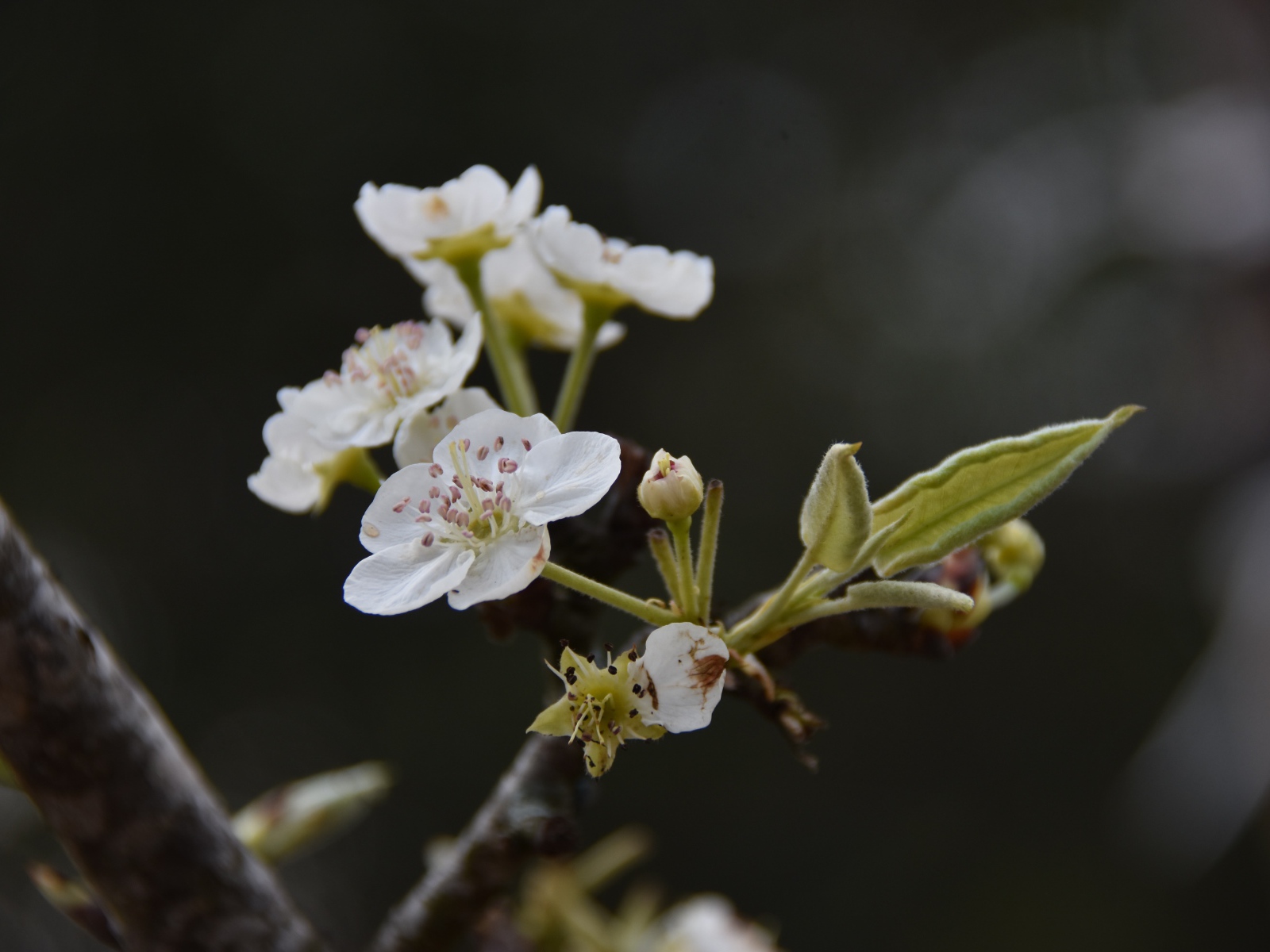 Белые первые цветы на ветке груши весной