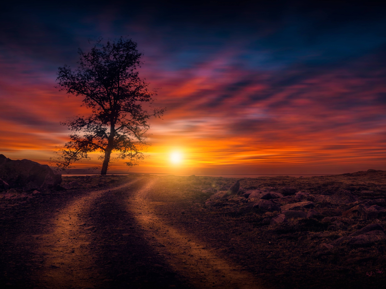 Дерево у дороги на закате солнца в небе 