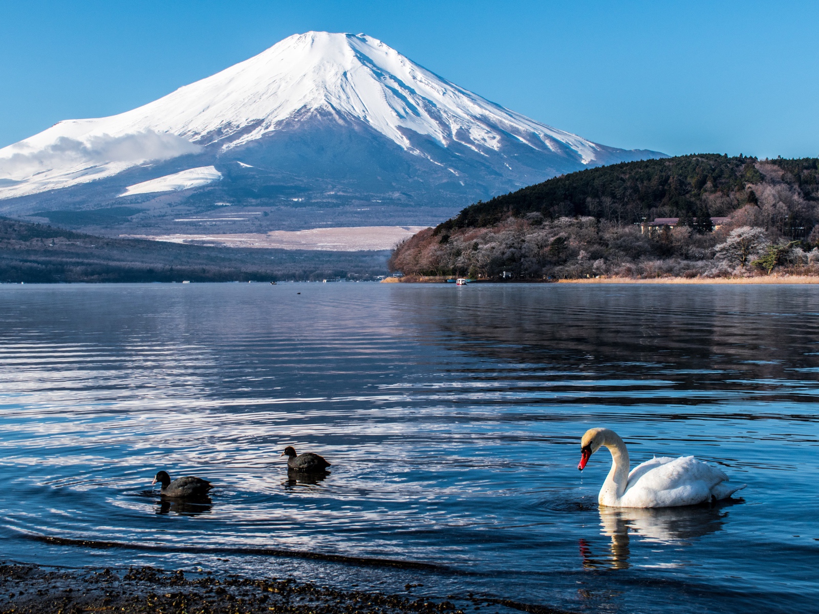 Вид на заснеженный вулкан под голубым небом у озера 
