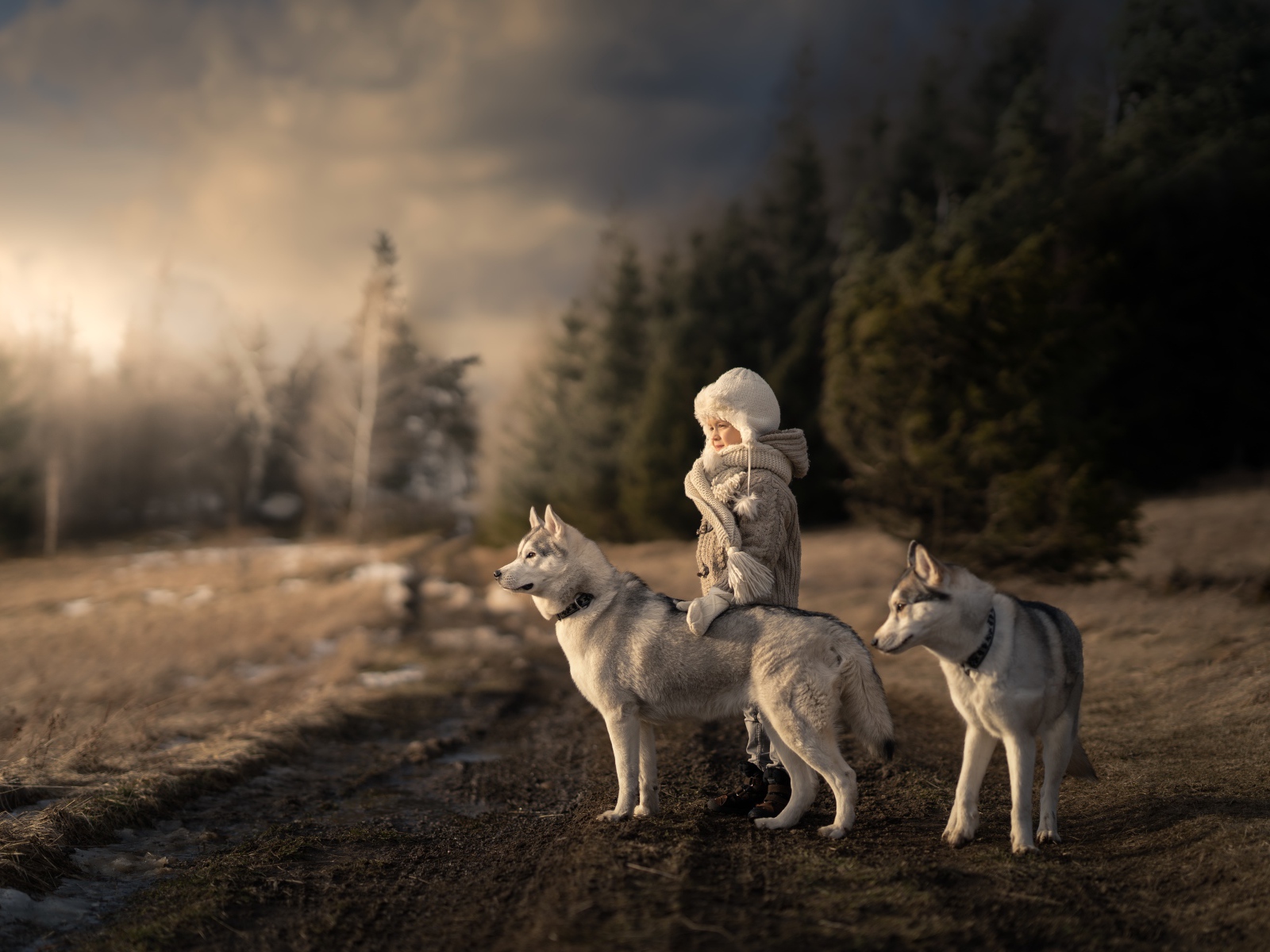 Маленькая девочка с собаками хаски в лесу