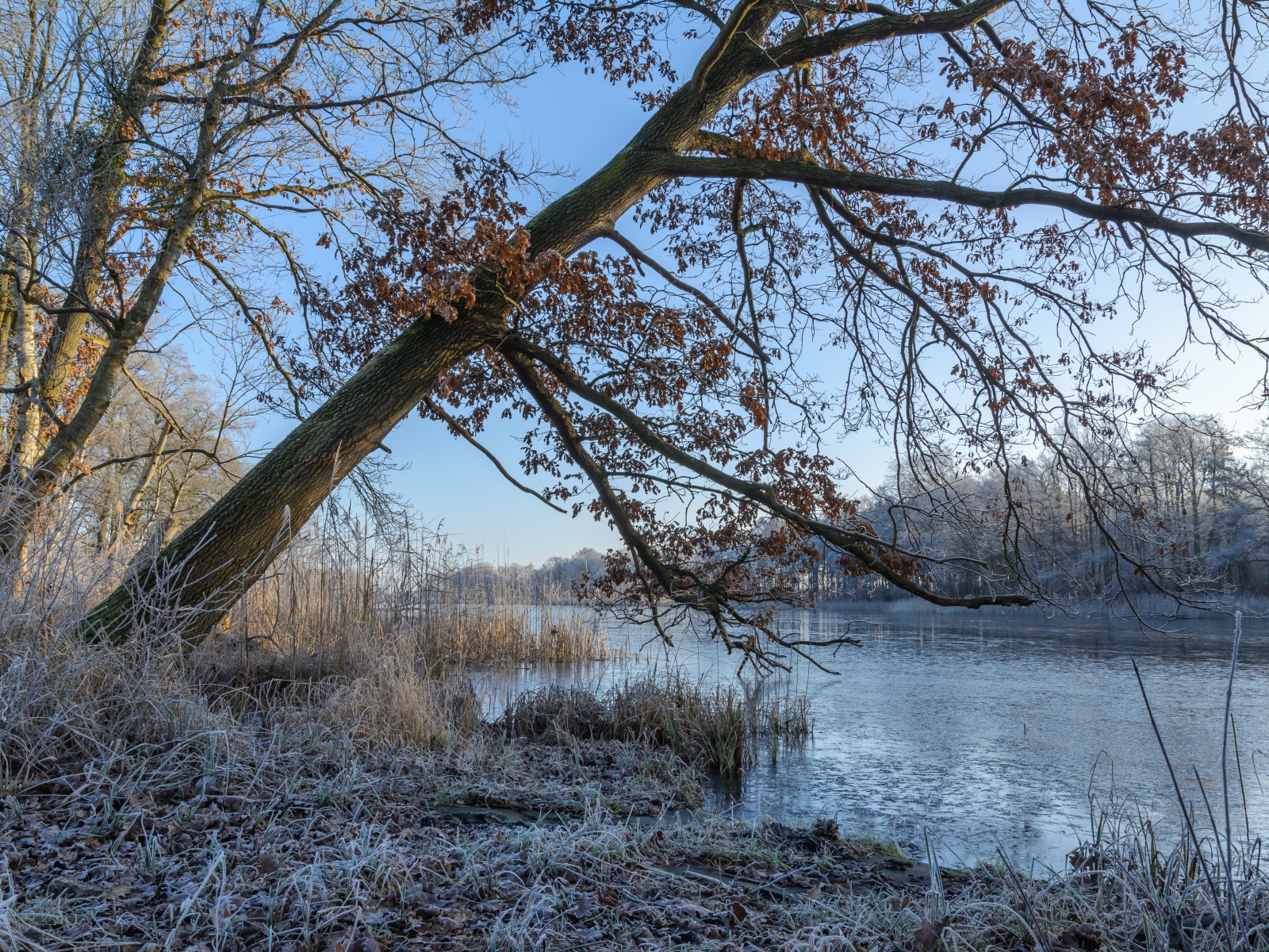 Frosty trees and grass by the river in winter