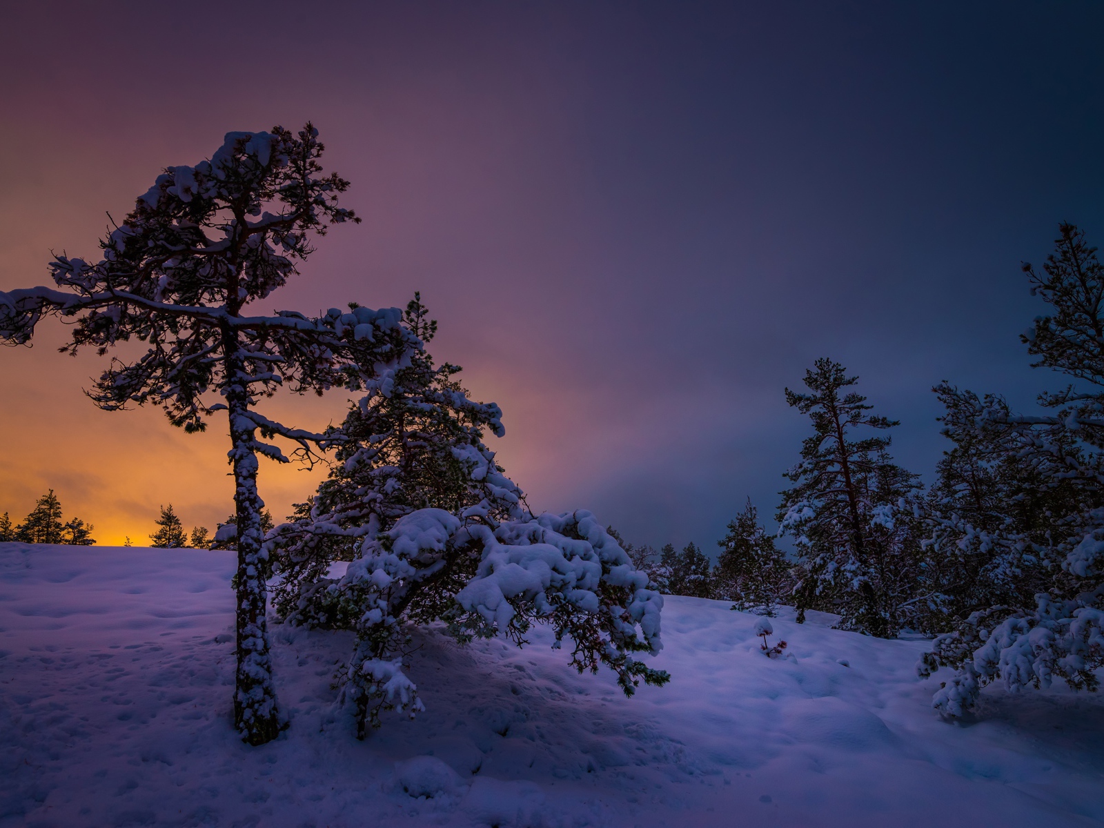 Деревья покрыты снегом на закате