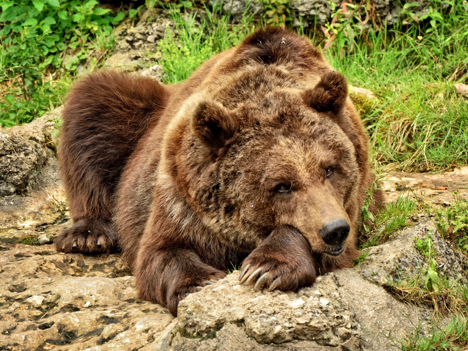 Большой бурый медведь лежит на камне 