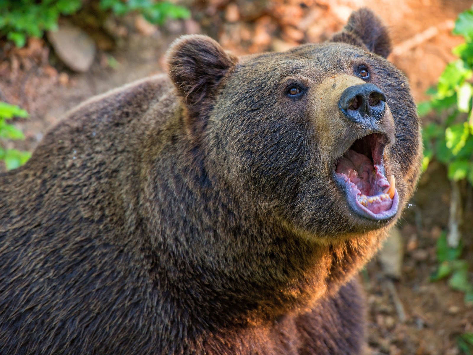 Большой бурый медведь с открытой пастью 