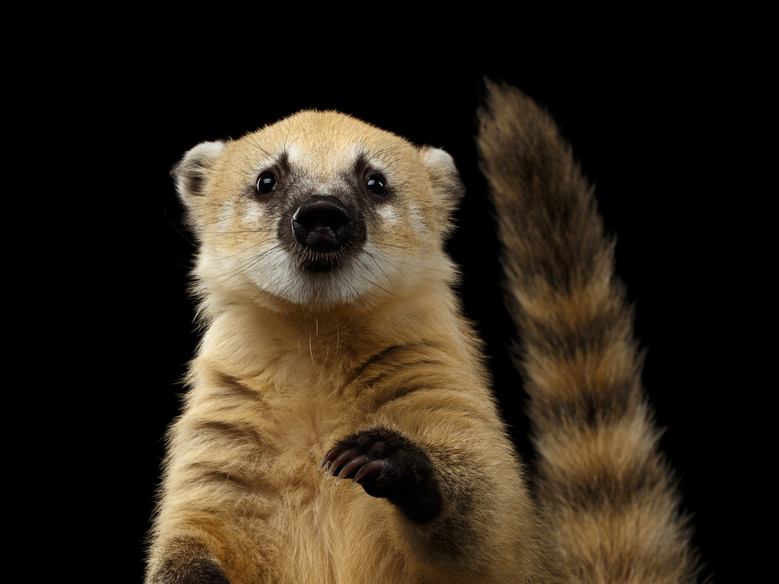 Обыкновенная носуха на черном фоне