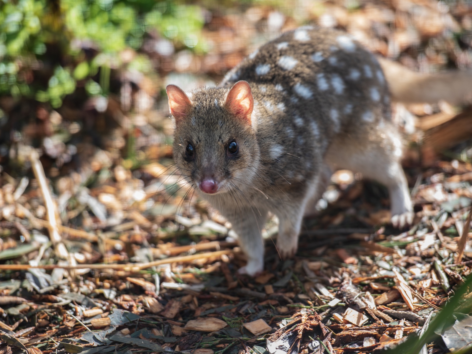 Крапчатая сумчатая куница на земле 