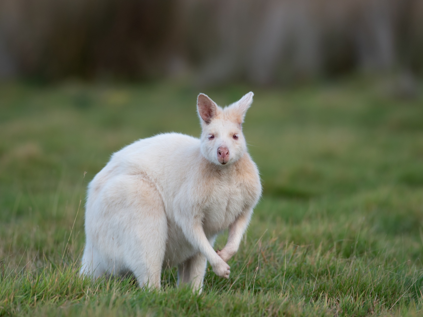 Белый кенгуру на зеленой траве 