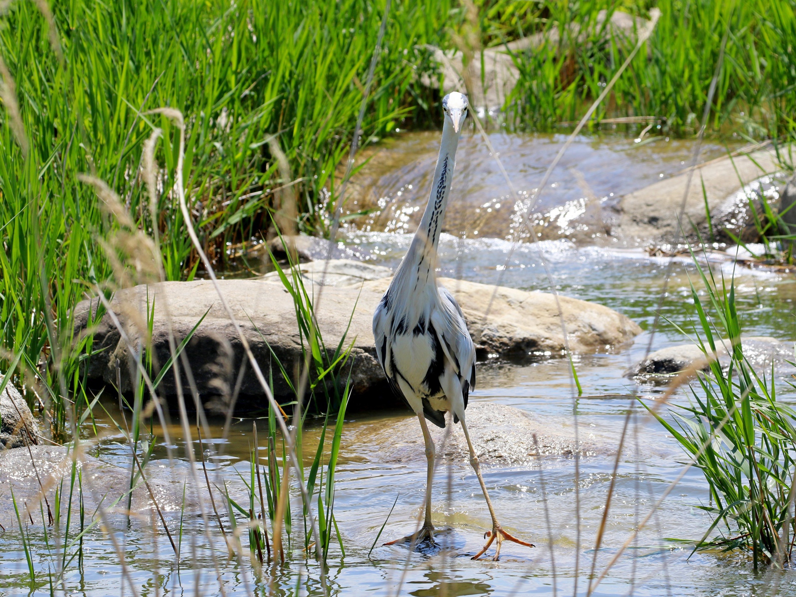 Серая цапля стоит в воде на камне