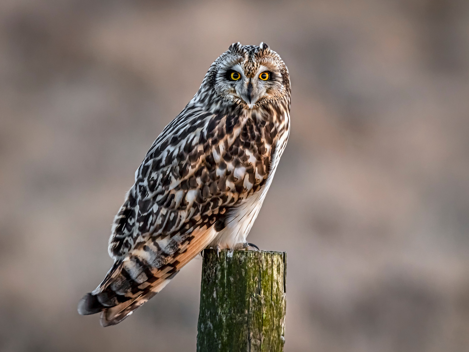 Большая серая птица сова сидит на дереве 