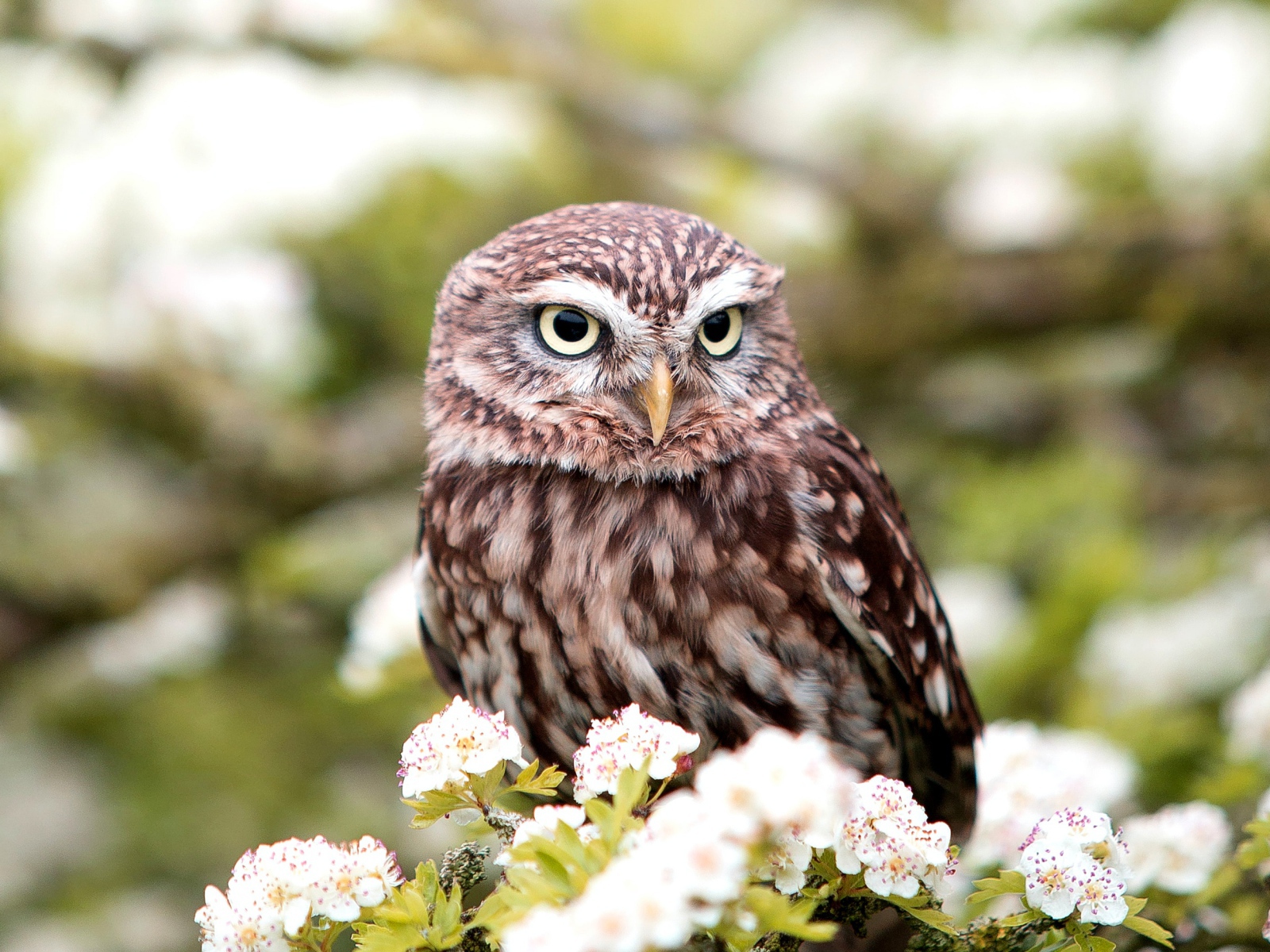Большая сова сидит на ветке цветущей груши