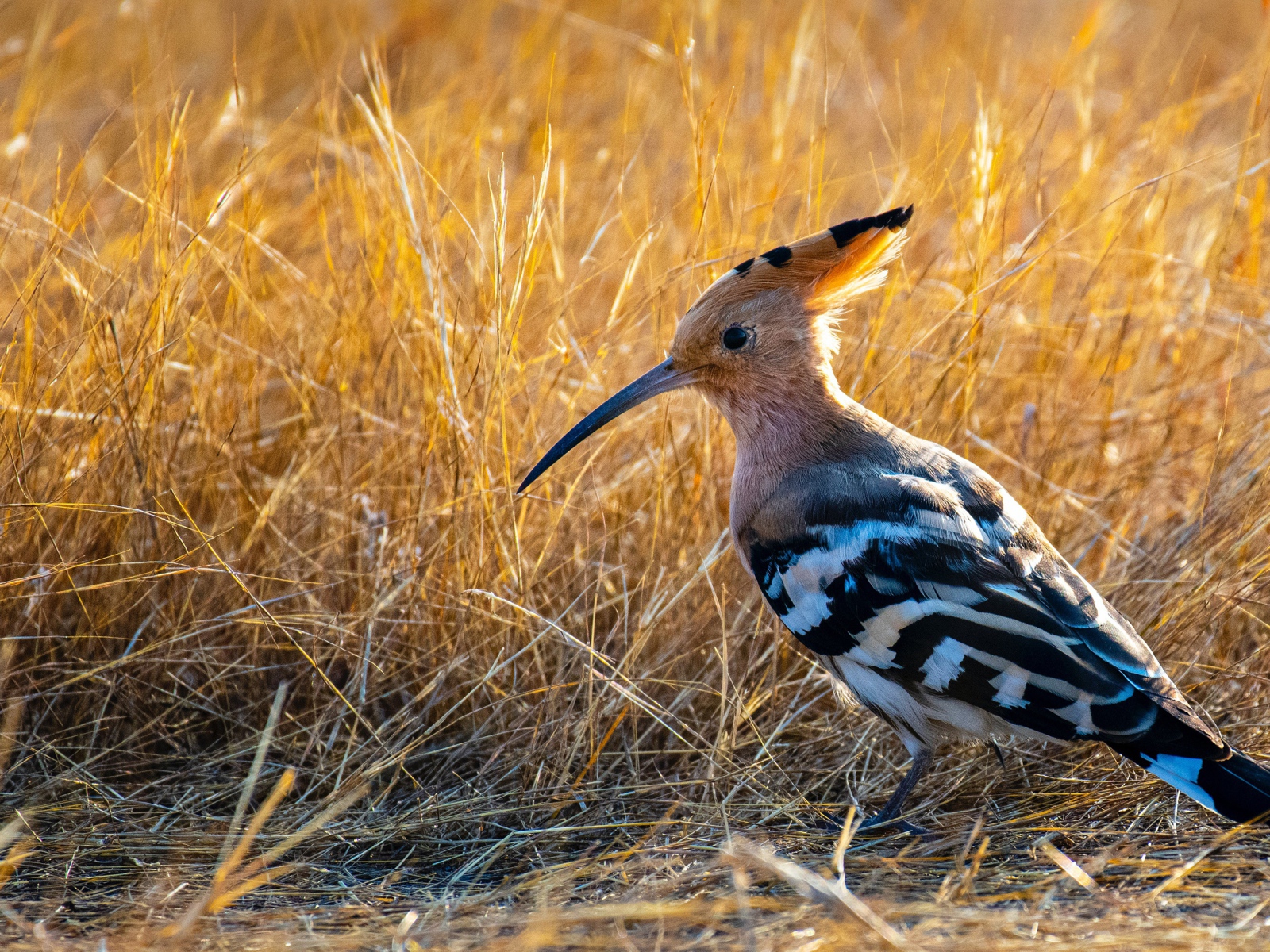 Удод с острым клювом на сухой траве