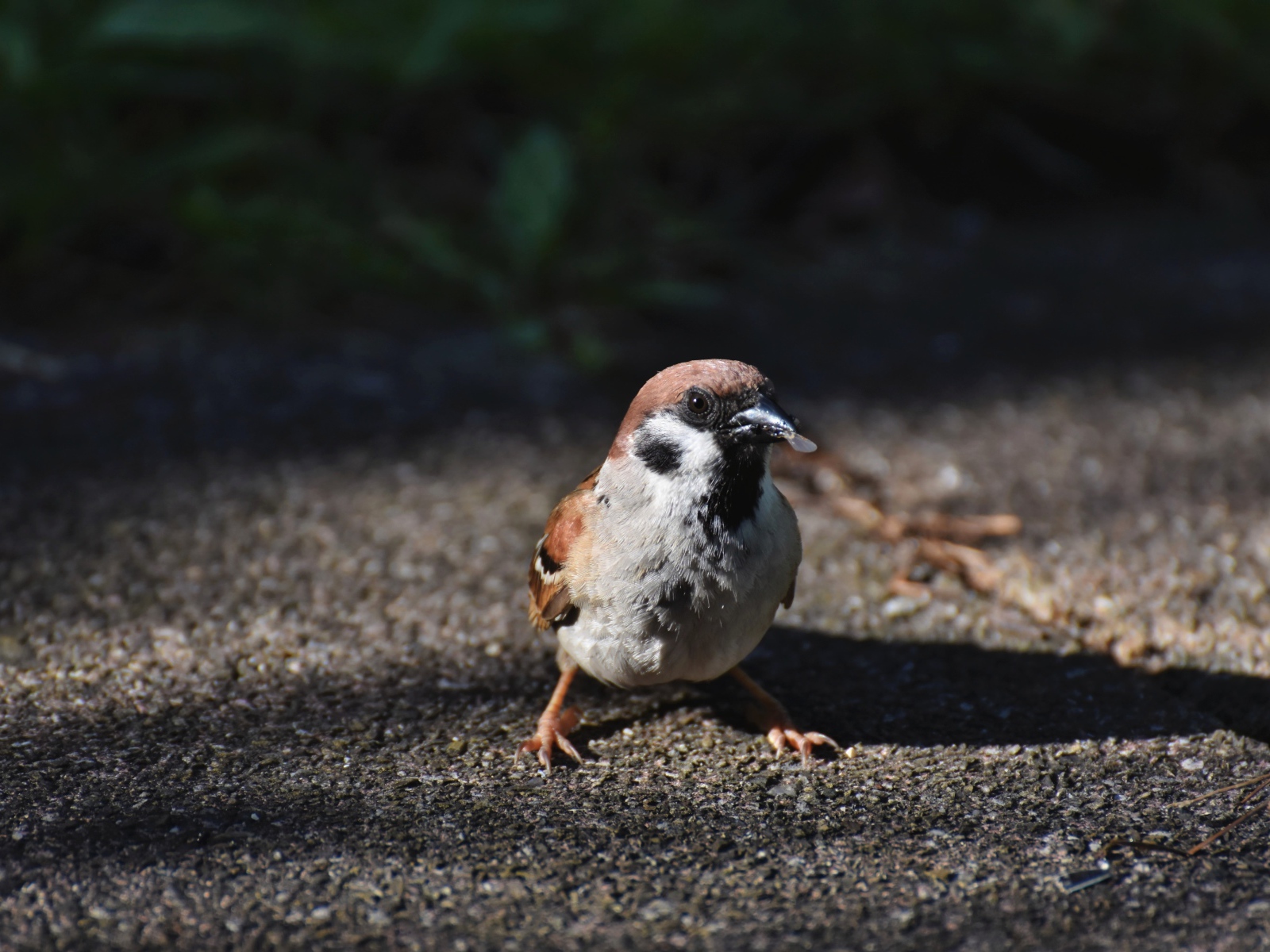 Воробей сидит на асфальте с зерном в клюве 