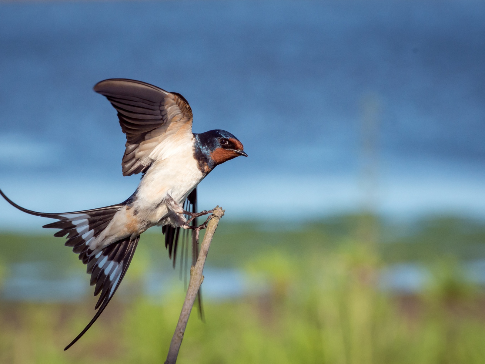 Красивый стриж сидит на ветке 