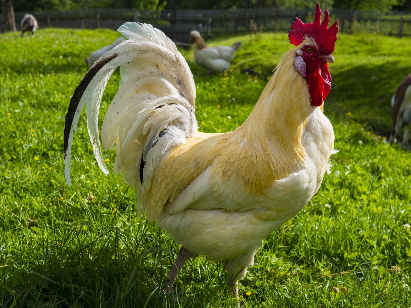 Красивый белый домашний петух на зеленой траве 