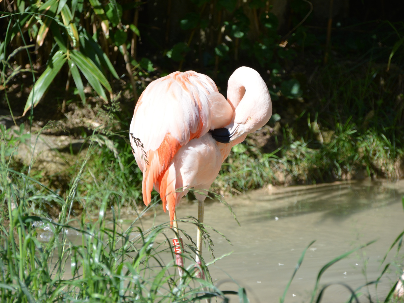 Большой розовый фламинго стоит в воде