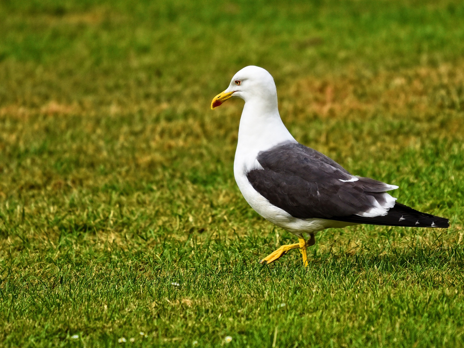 Большая чайка гуляет по зеленой траве