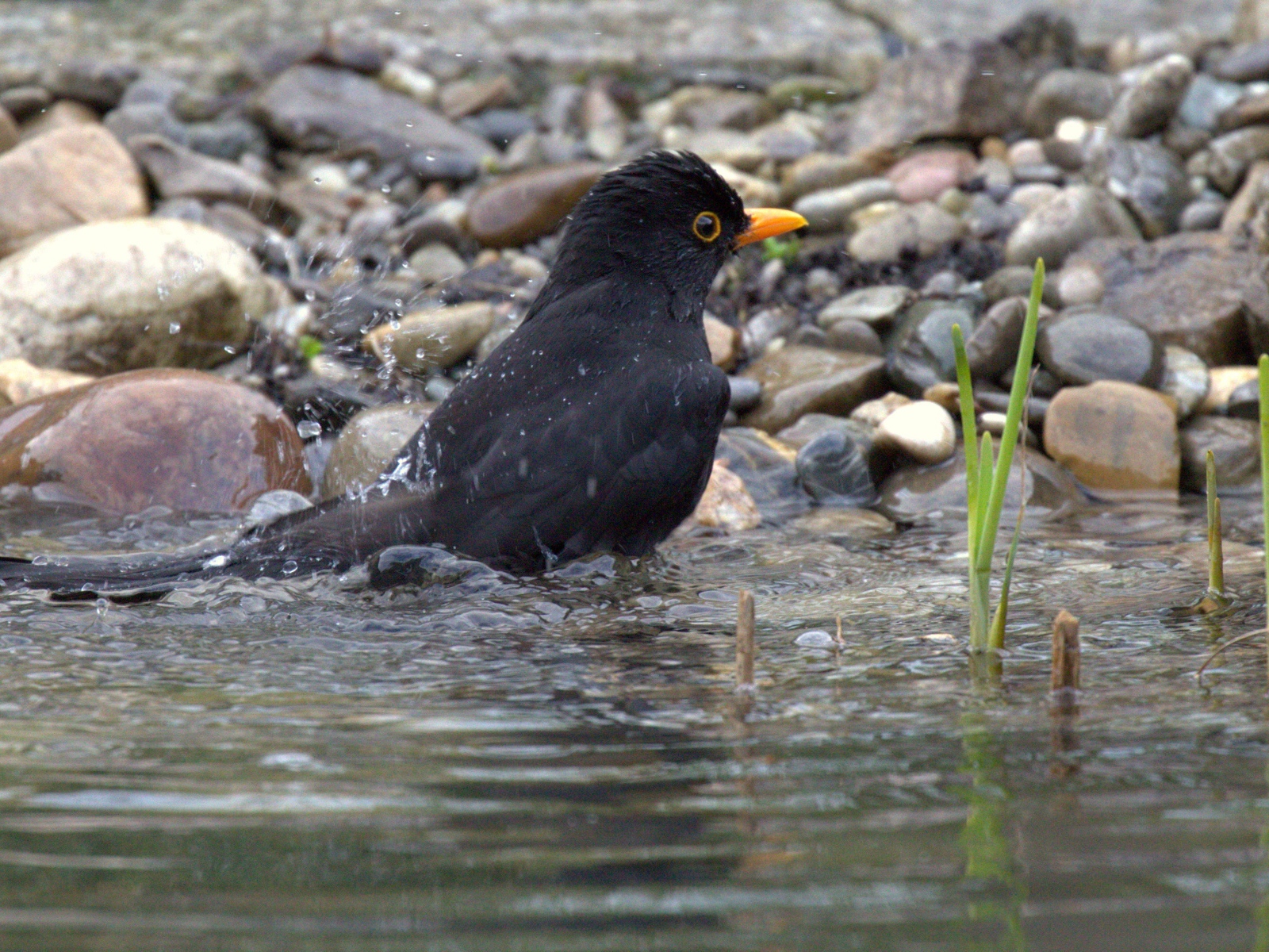 Черный дрозд купается в воде