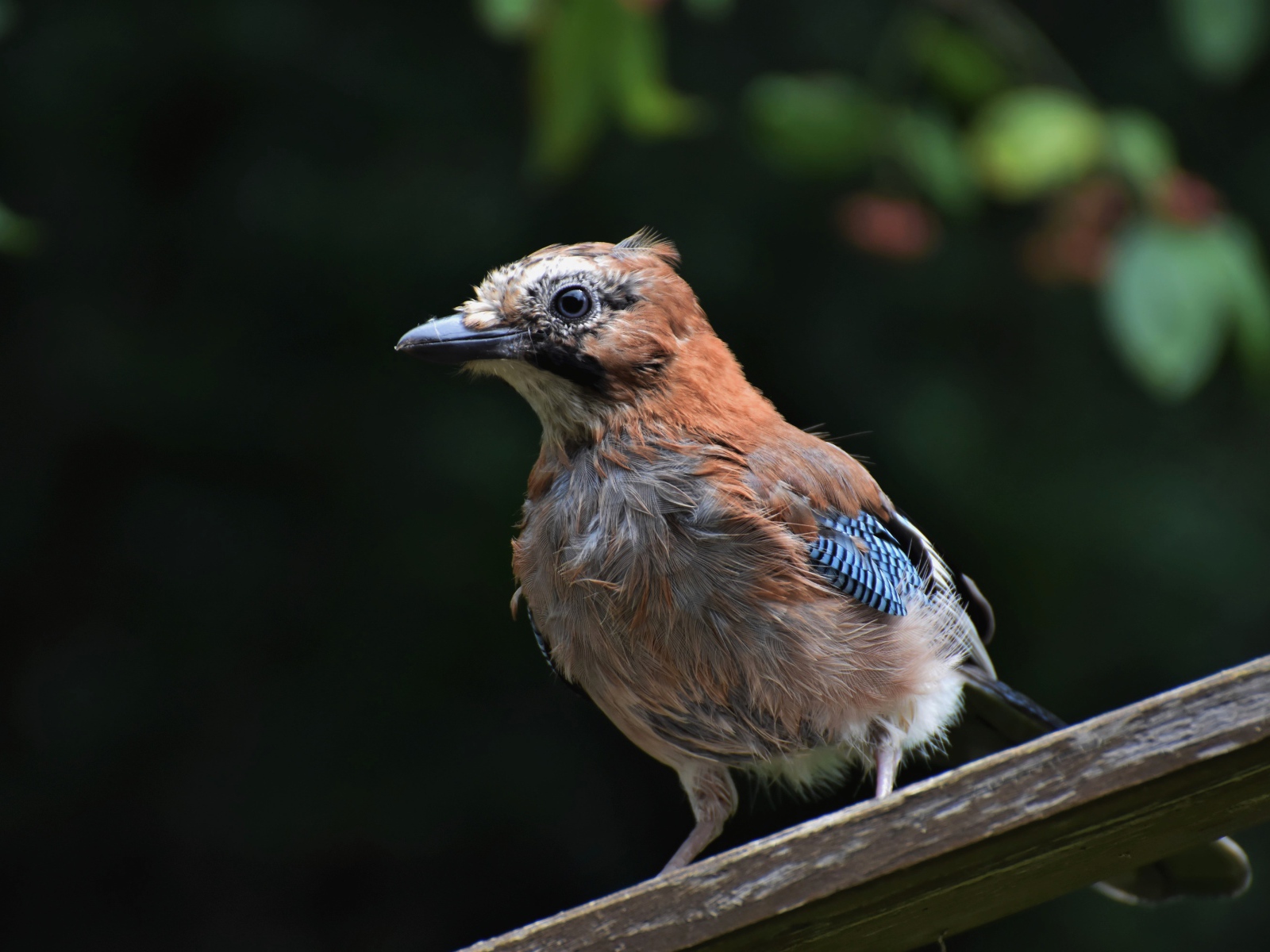 Коричневая сойка сидит на деревянной доске