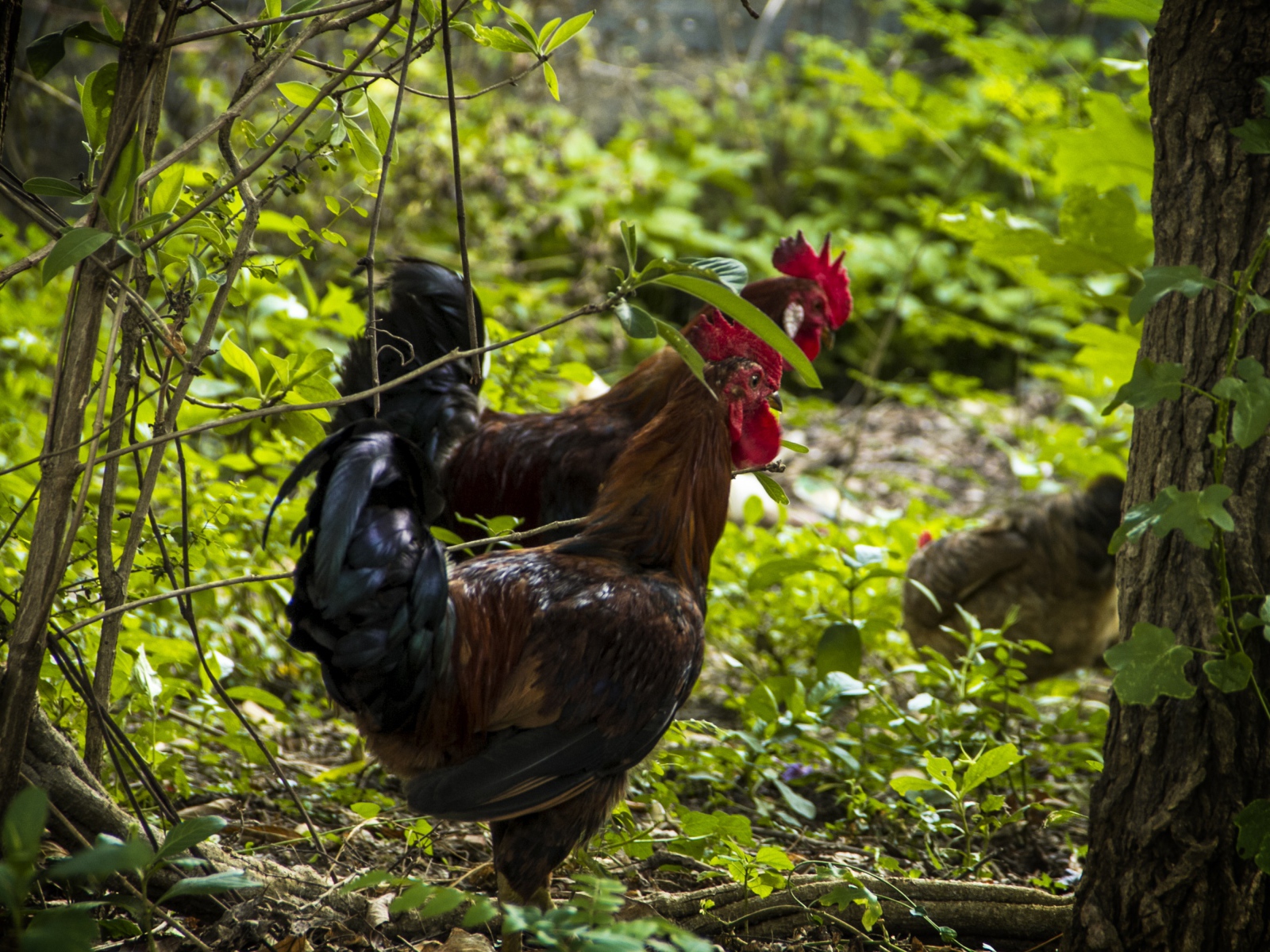 Домашние петухи гуляют в лесу