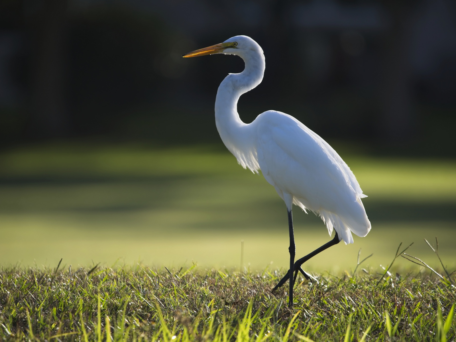 Белая цапля идет по зеленой траве