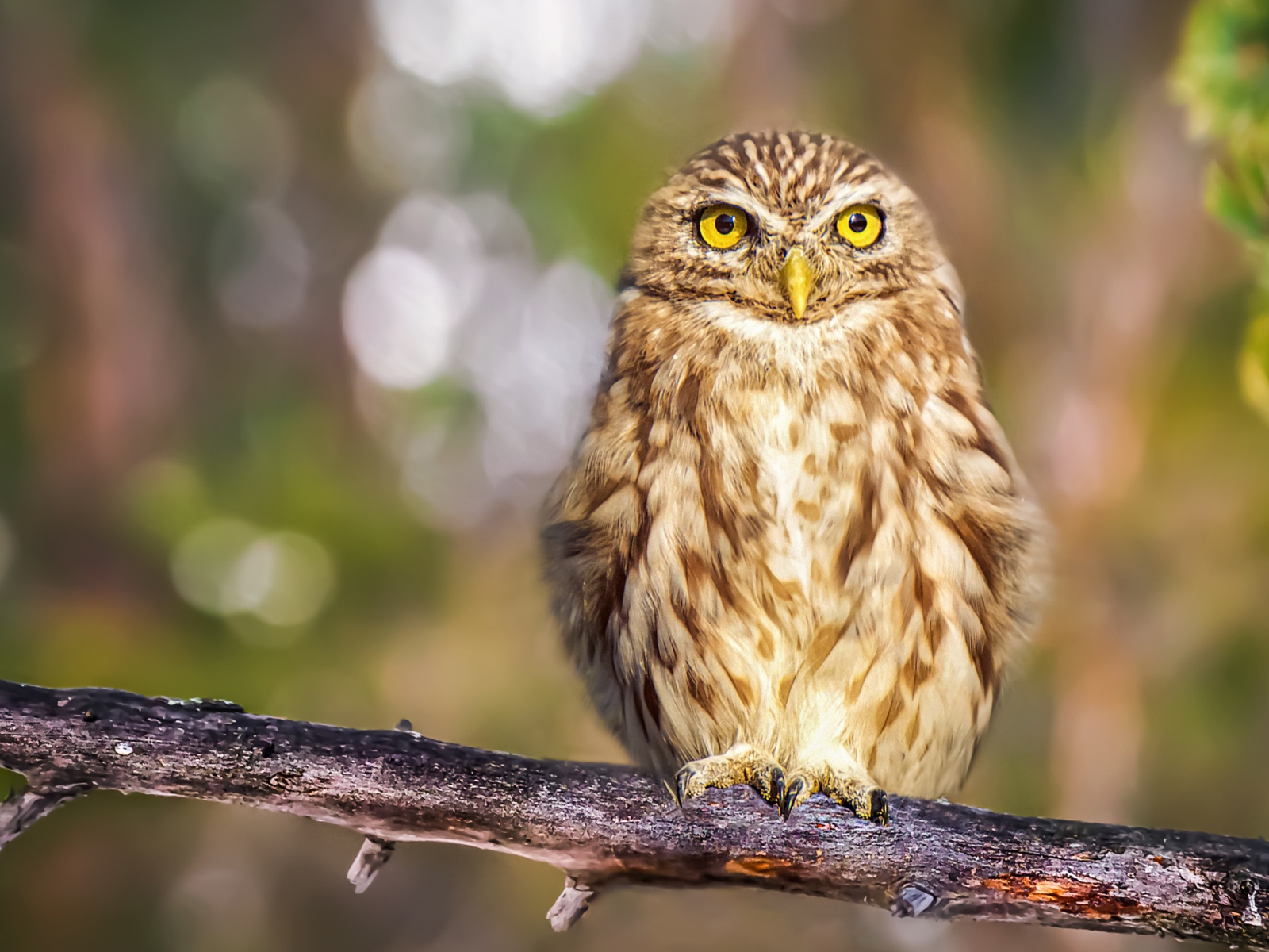 Large gray owl with yellow eyes on a tree branch