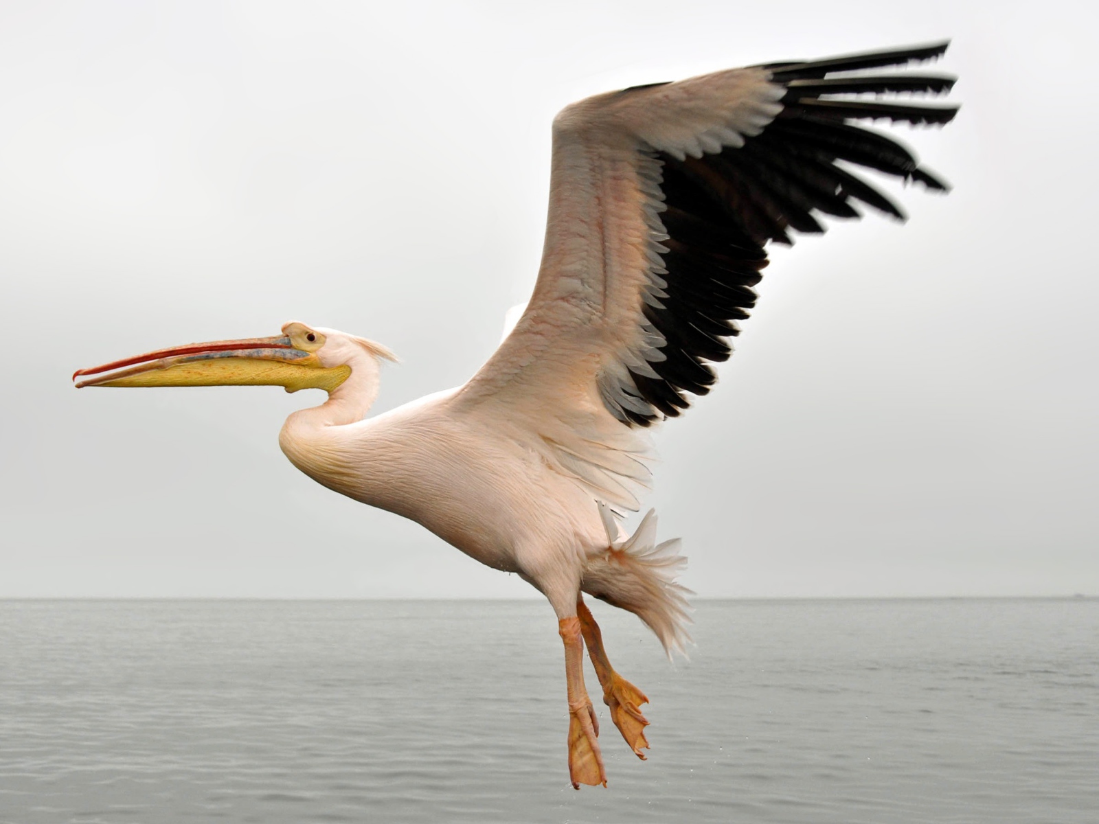Большой пеликан с черными крыльями над водой 