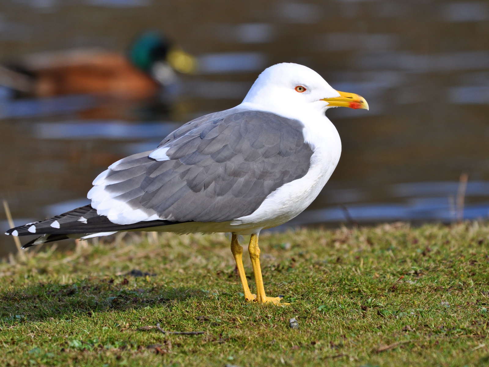 Большая чайка на траве у воды 