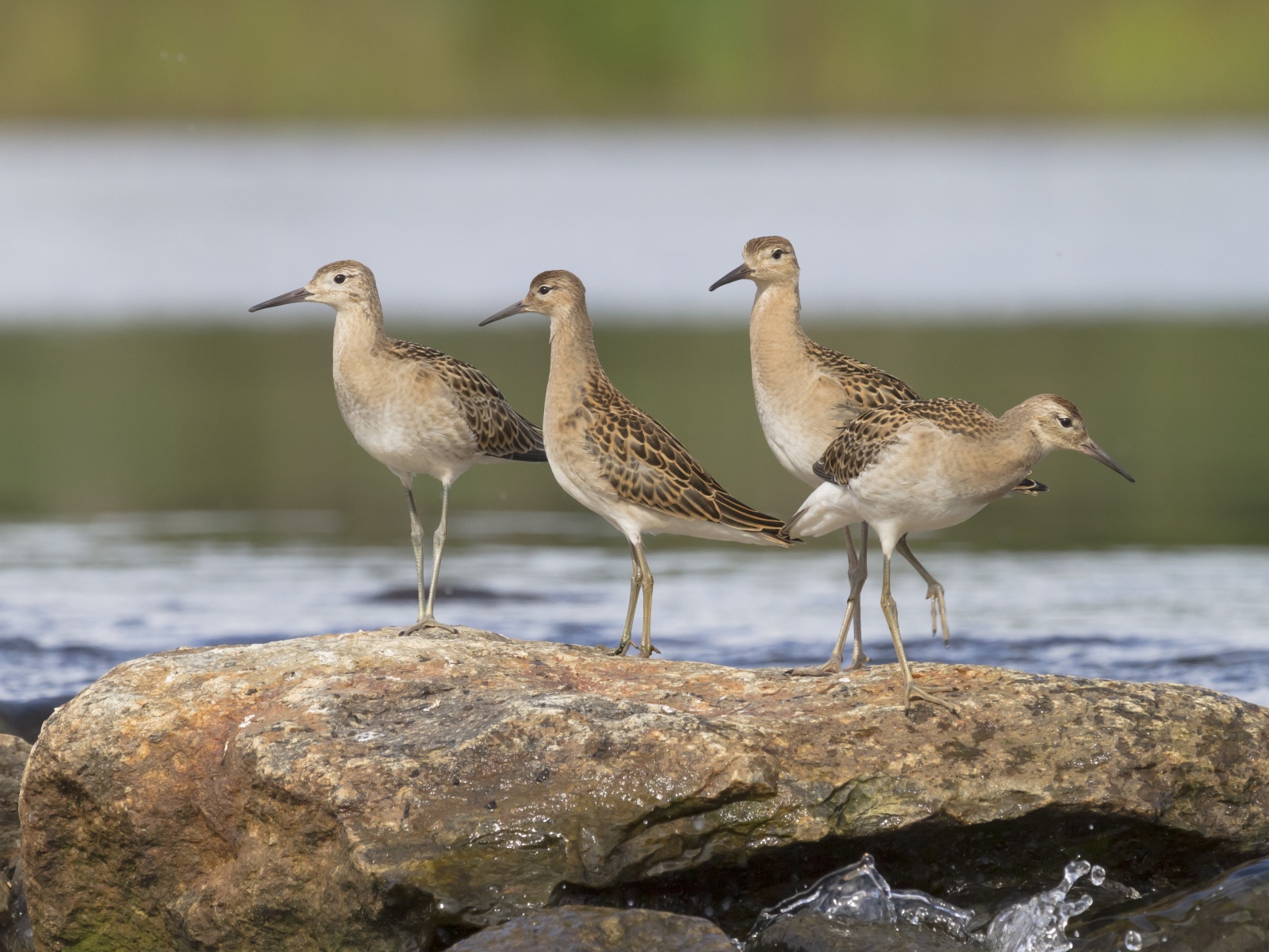 Маленькие птички фифи на камне у воды 