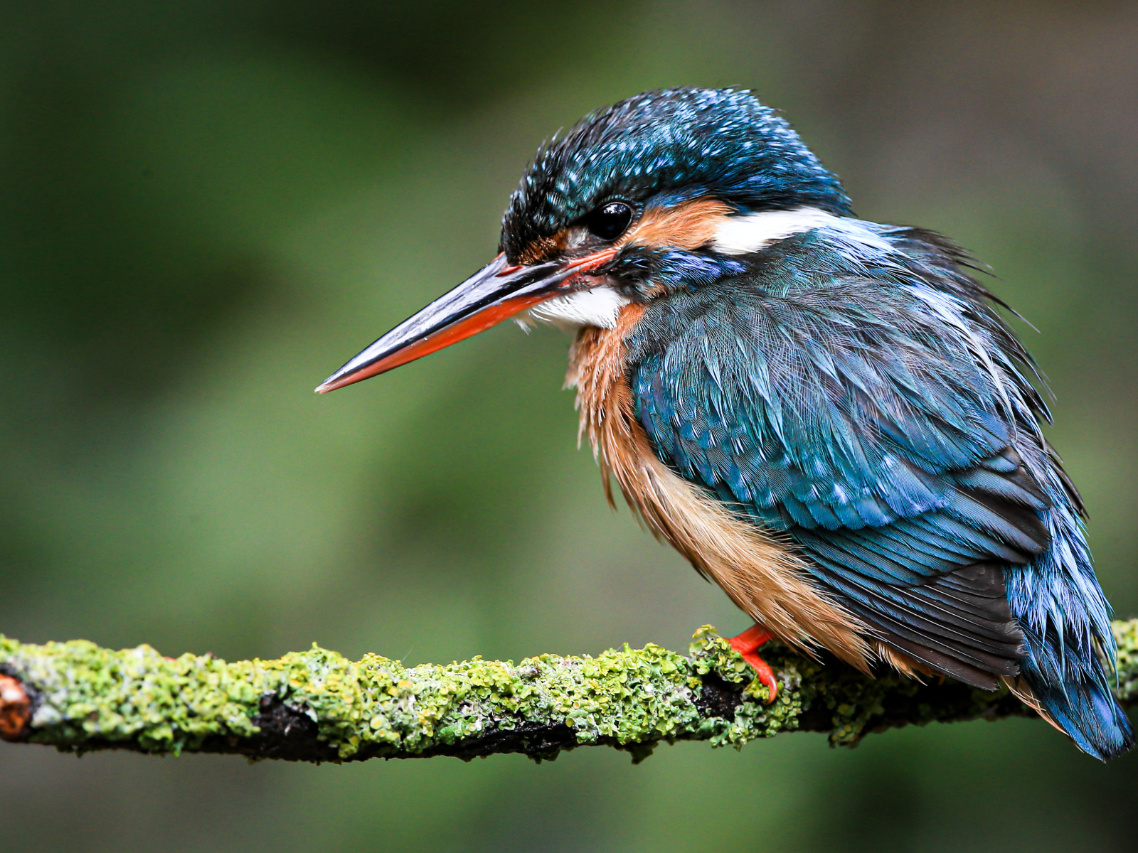 Маленький зимородок сидит на покрытой мхом ветке 
