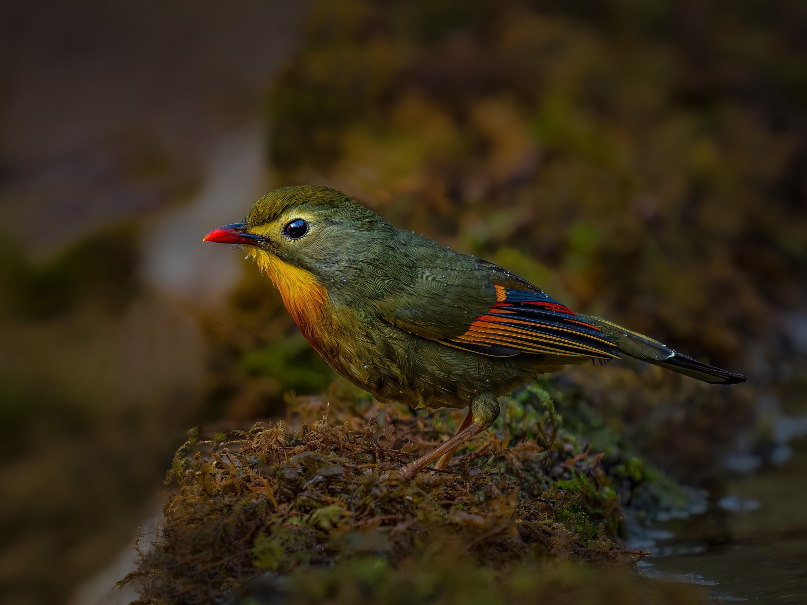 Маленькая птичка красноклювый лейотрикс на земле