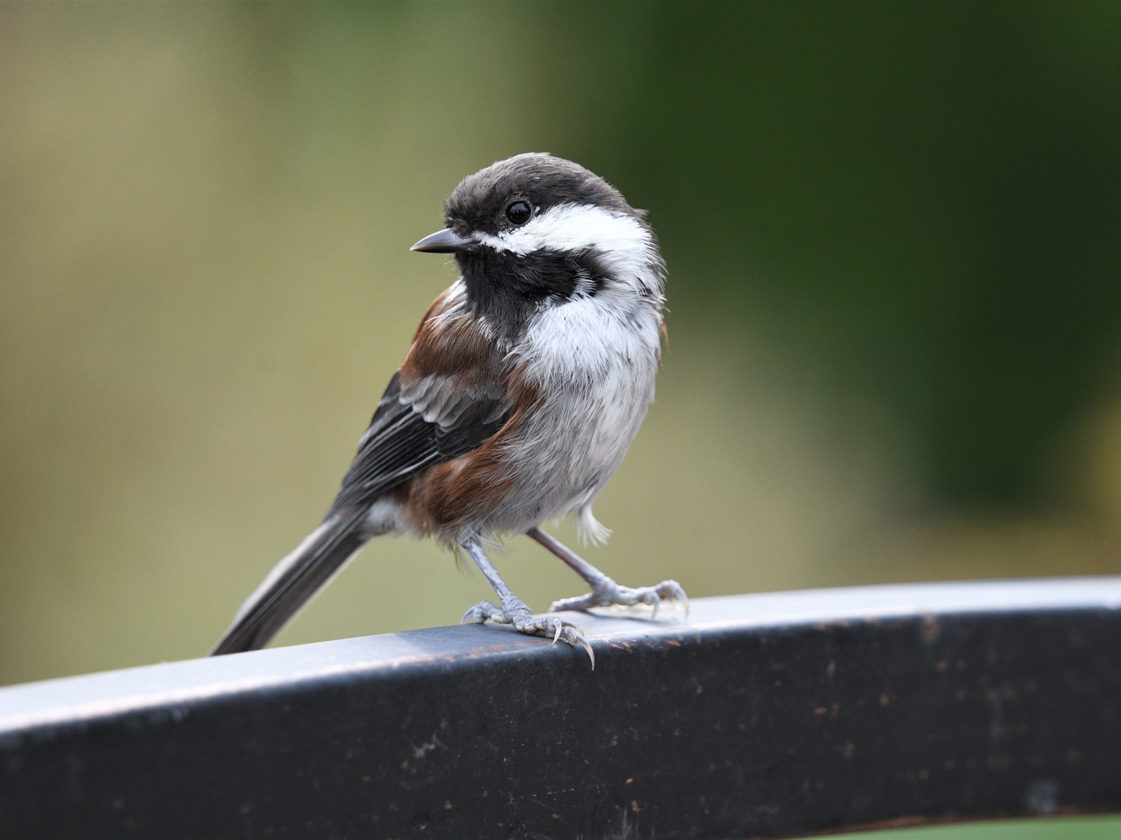 Маленький воробей сидит на перилах 