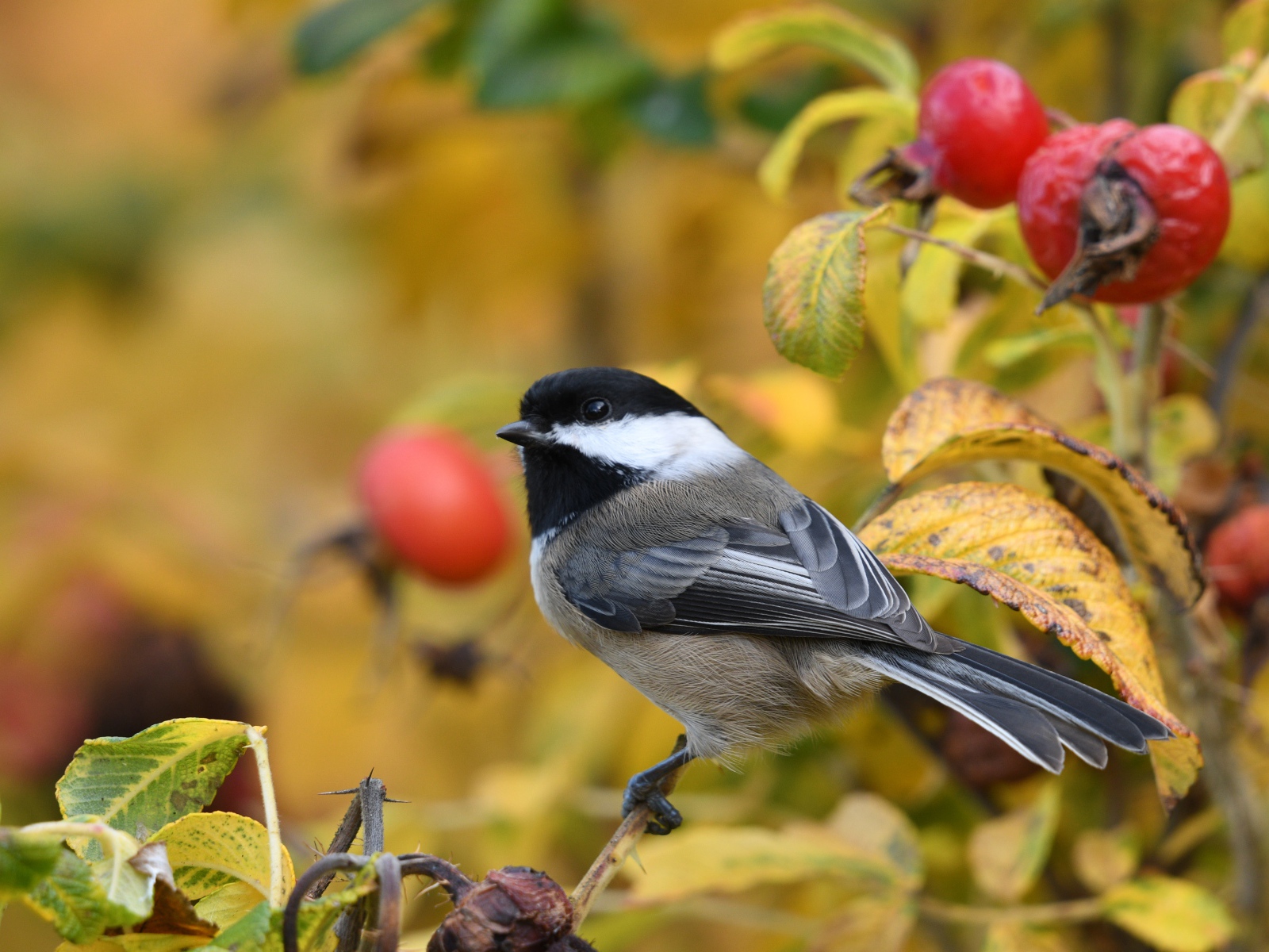 Маленькая синичка сидит на ветке шиповника
