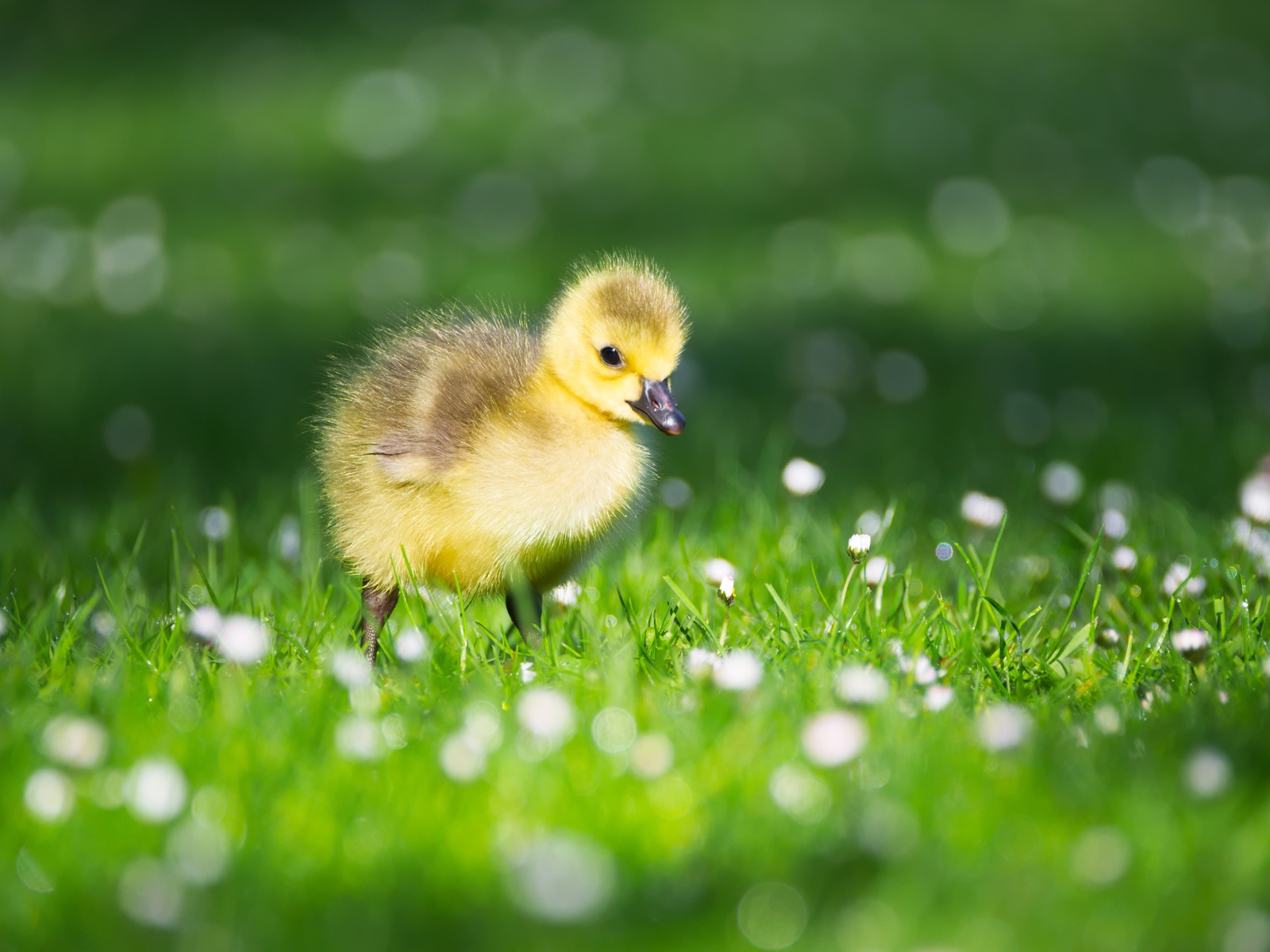 Little yellow duckling on green grass