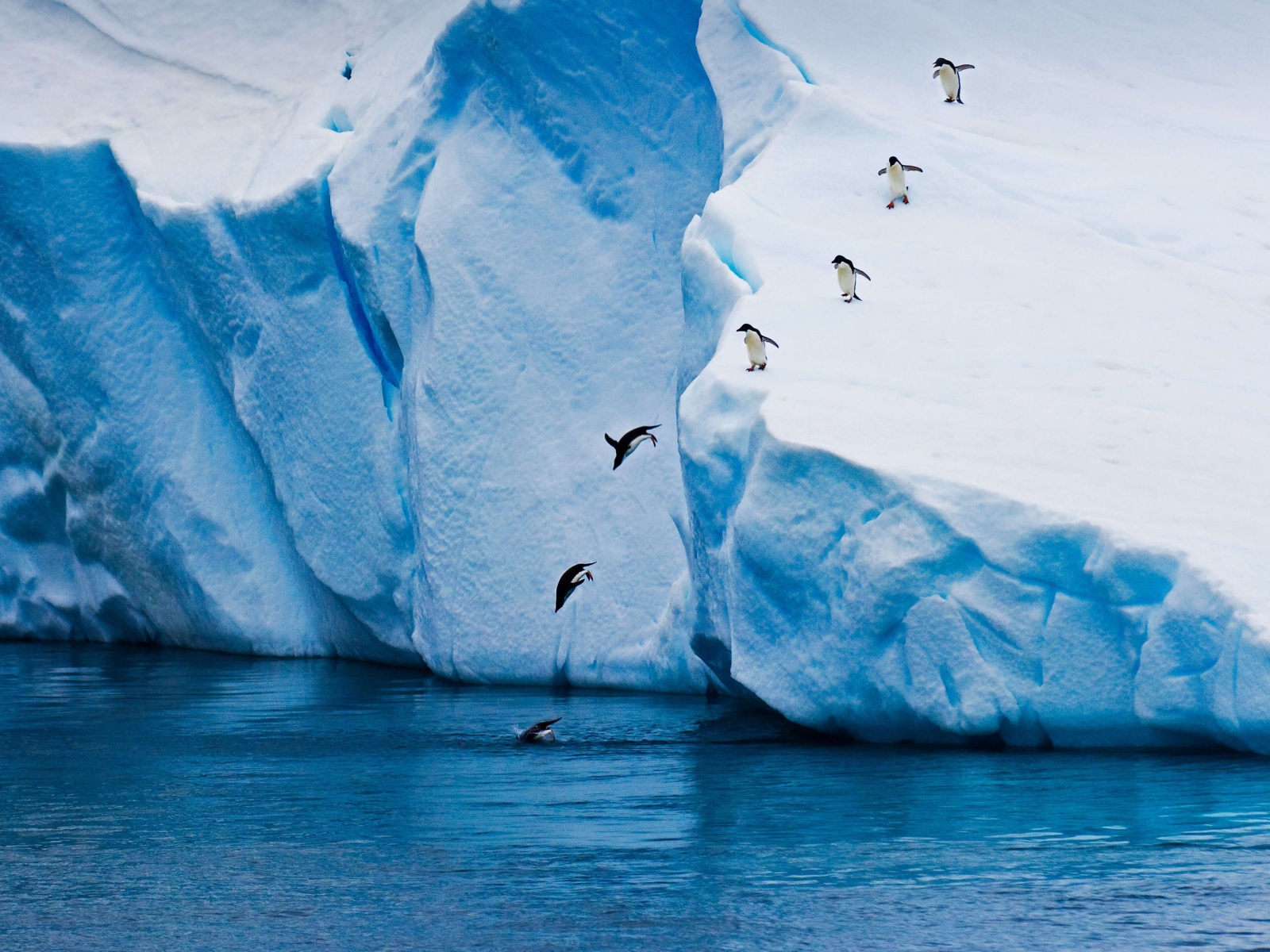 Пингвины прыгают в море с высокого айсберга