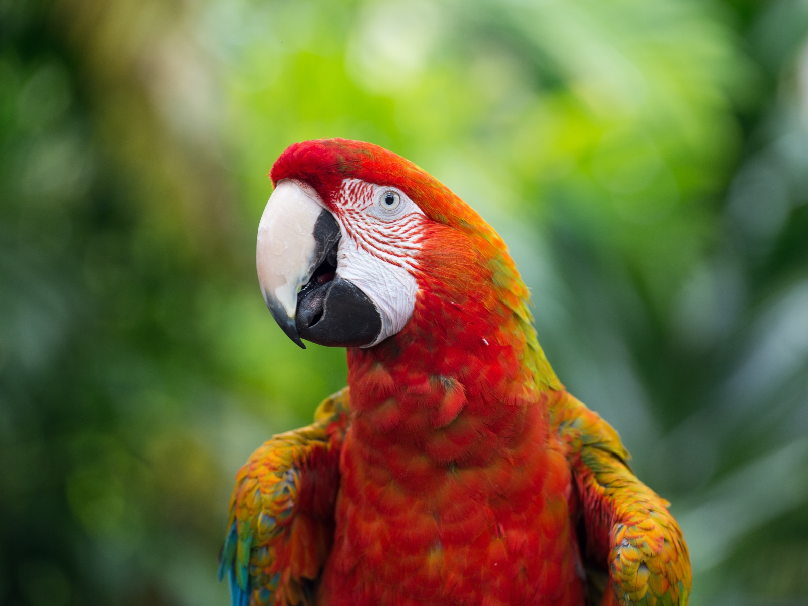 Красный большой попугай ара крупным планом