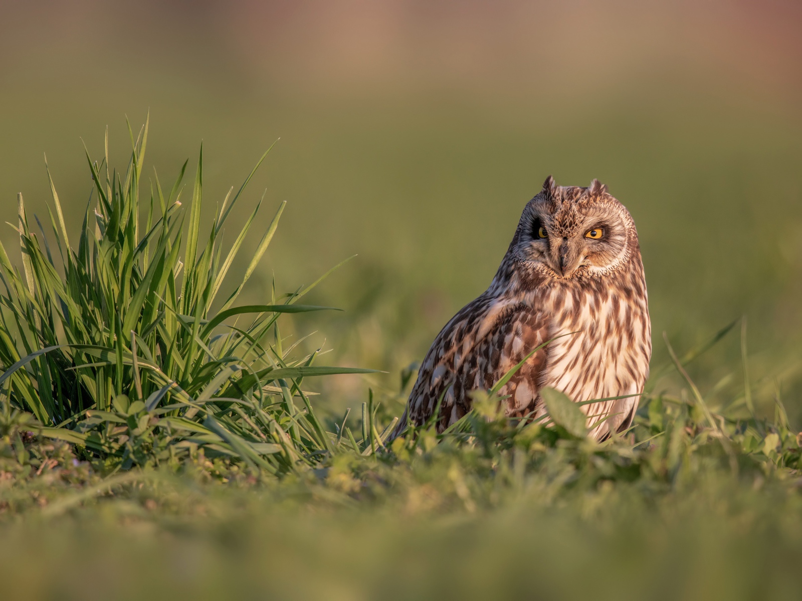 Серьезная сова сидит в зеленой траве