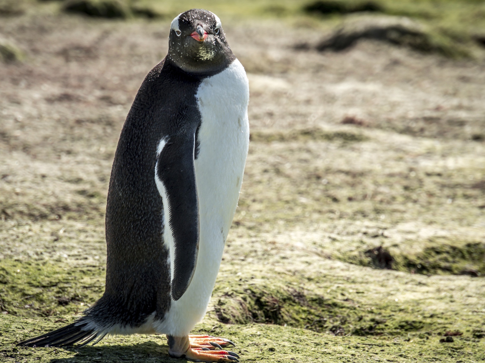 Большой пингвин стоит на земле 