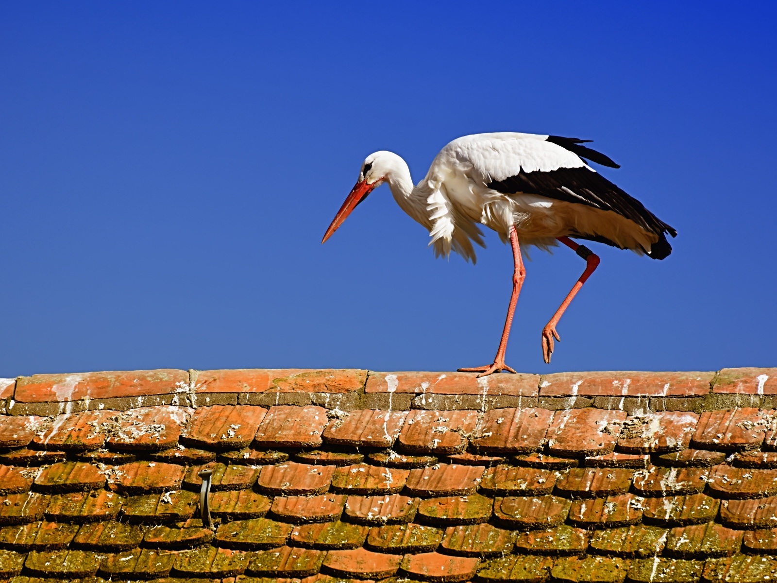 Белый аист гуляет по крыше 