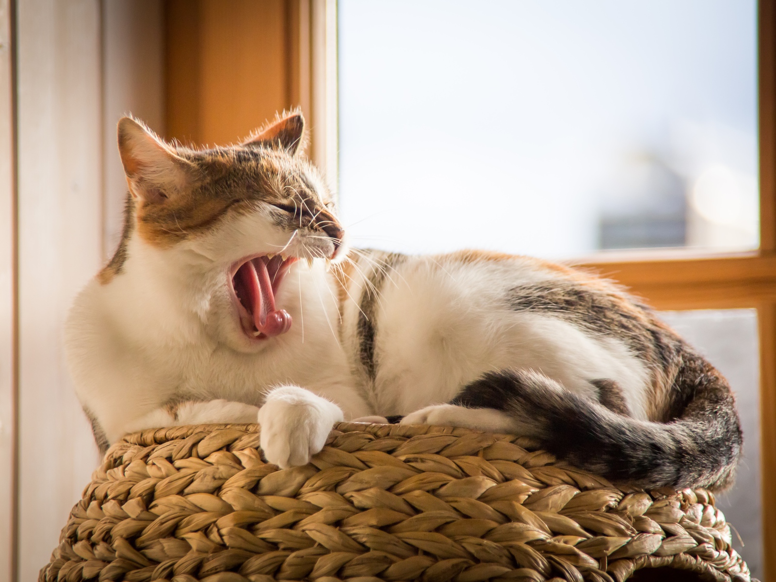 Зевающий кот лежит на переноске у окна