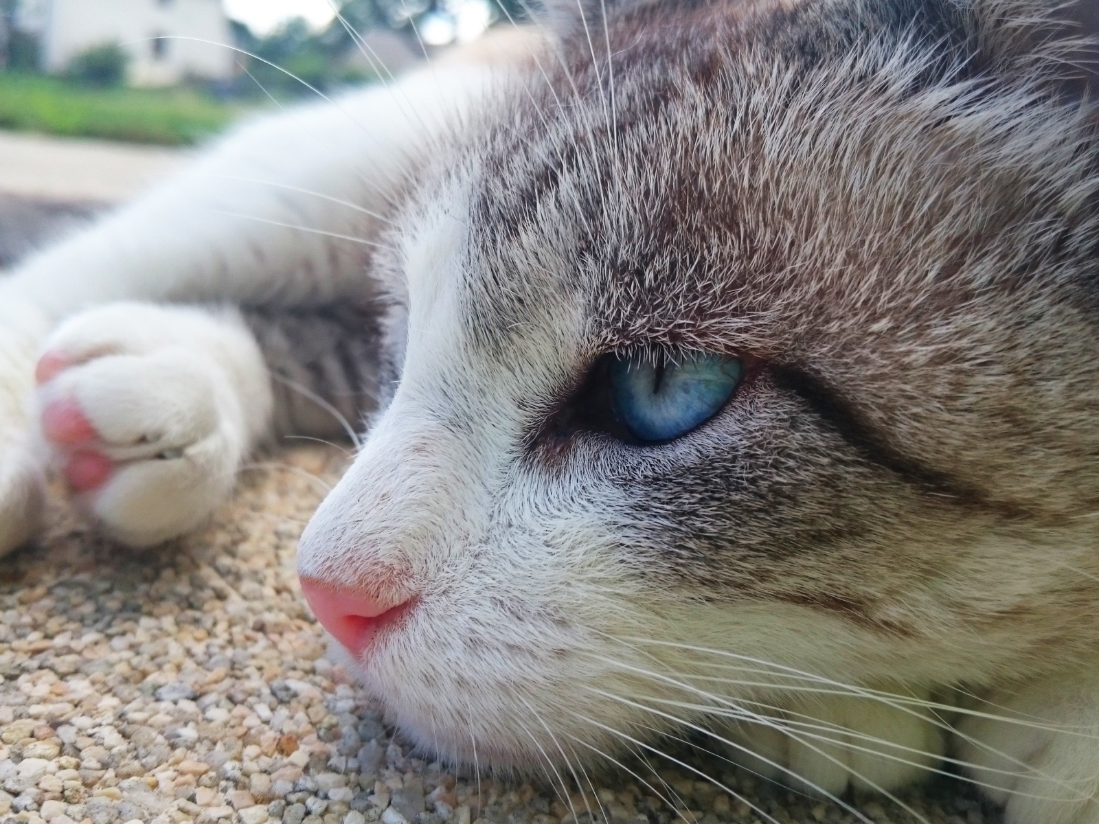 Красивый голубоглазый кот лежит на асфальте