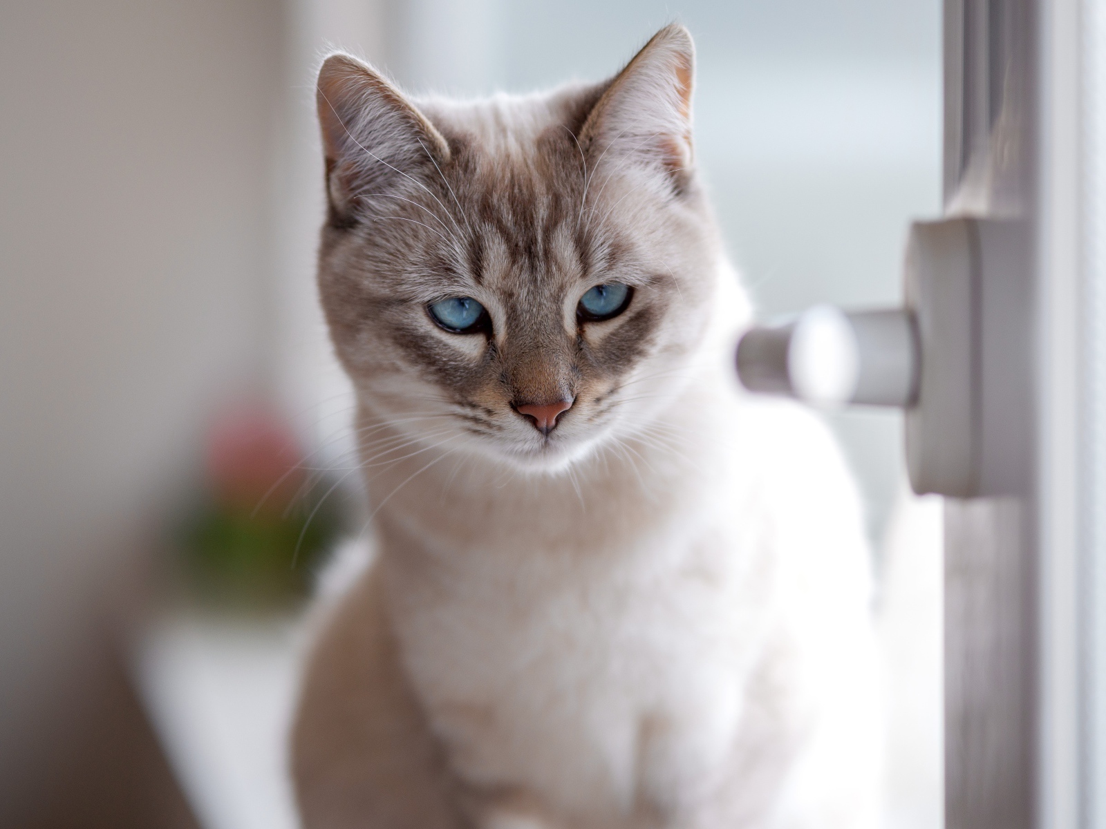 Красивый голубоглазый породистый кот у окна