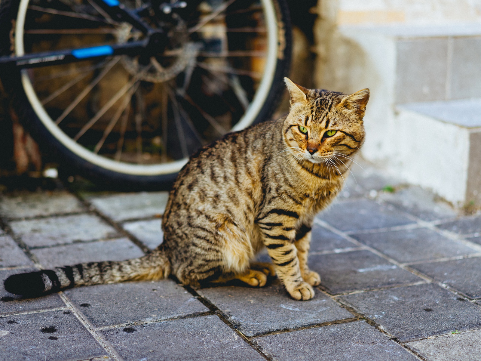 Красивый серый кот сидит у стены велосипедом 