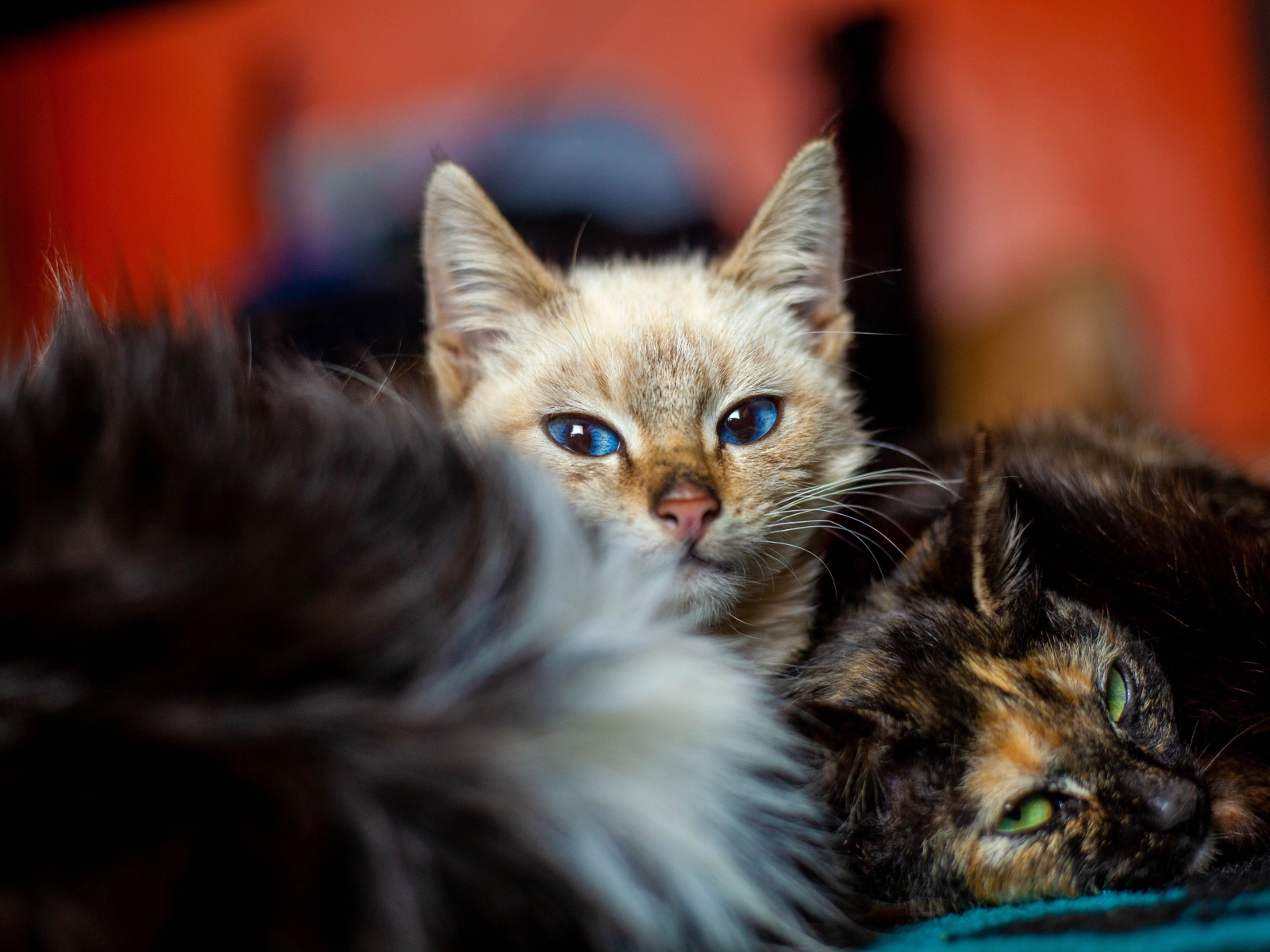 Красивые котята лежат на кровати 