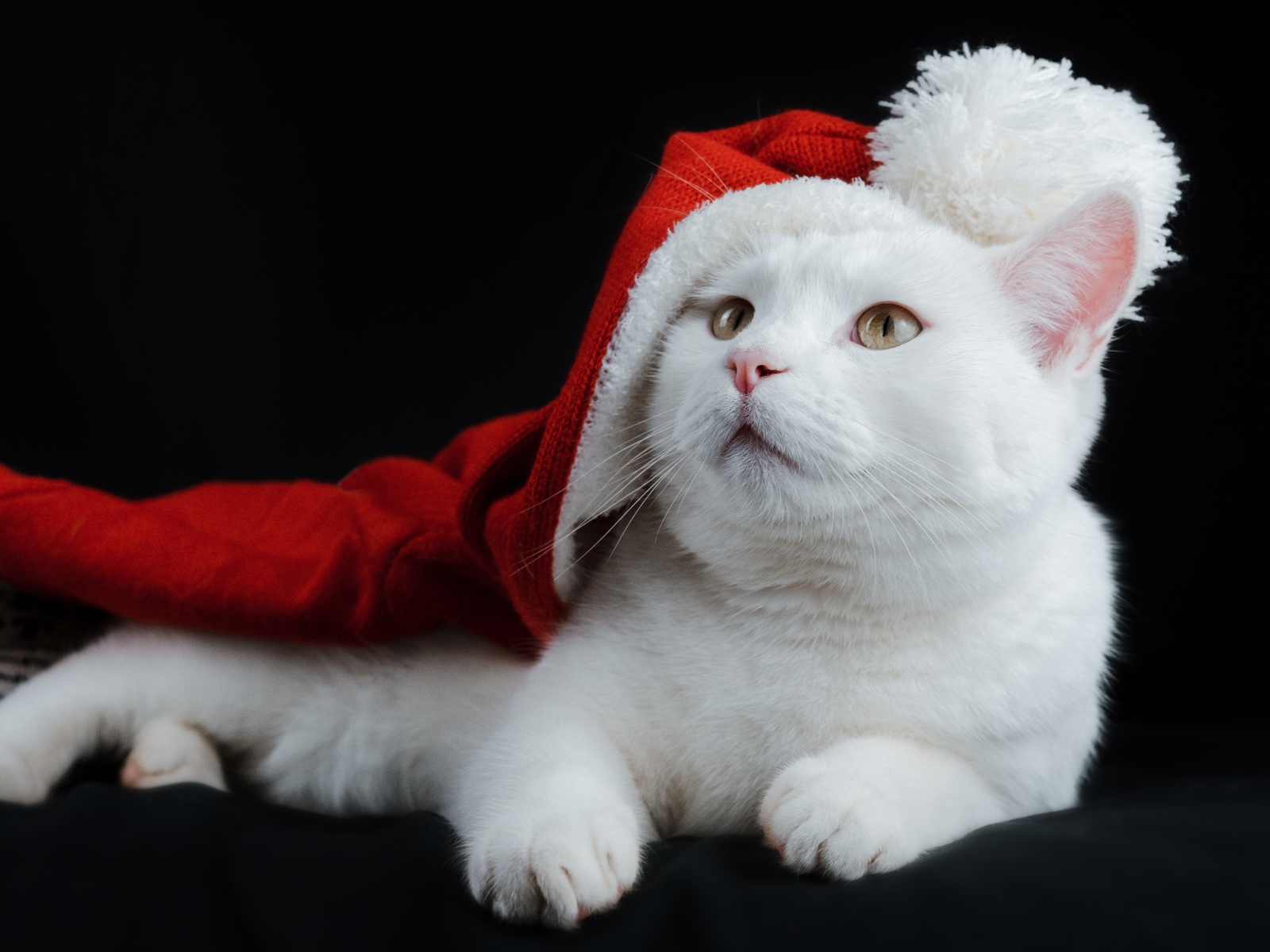 Красивый белый кот в красной новогодней шапке на черном фоне